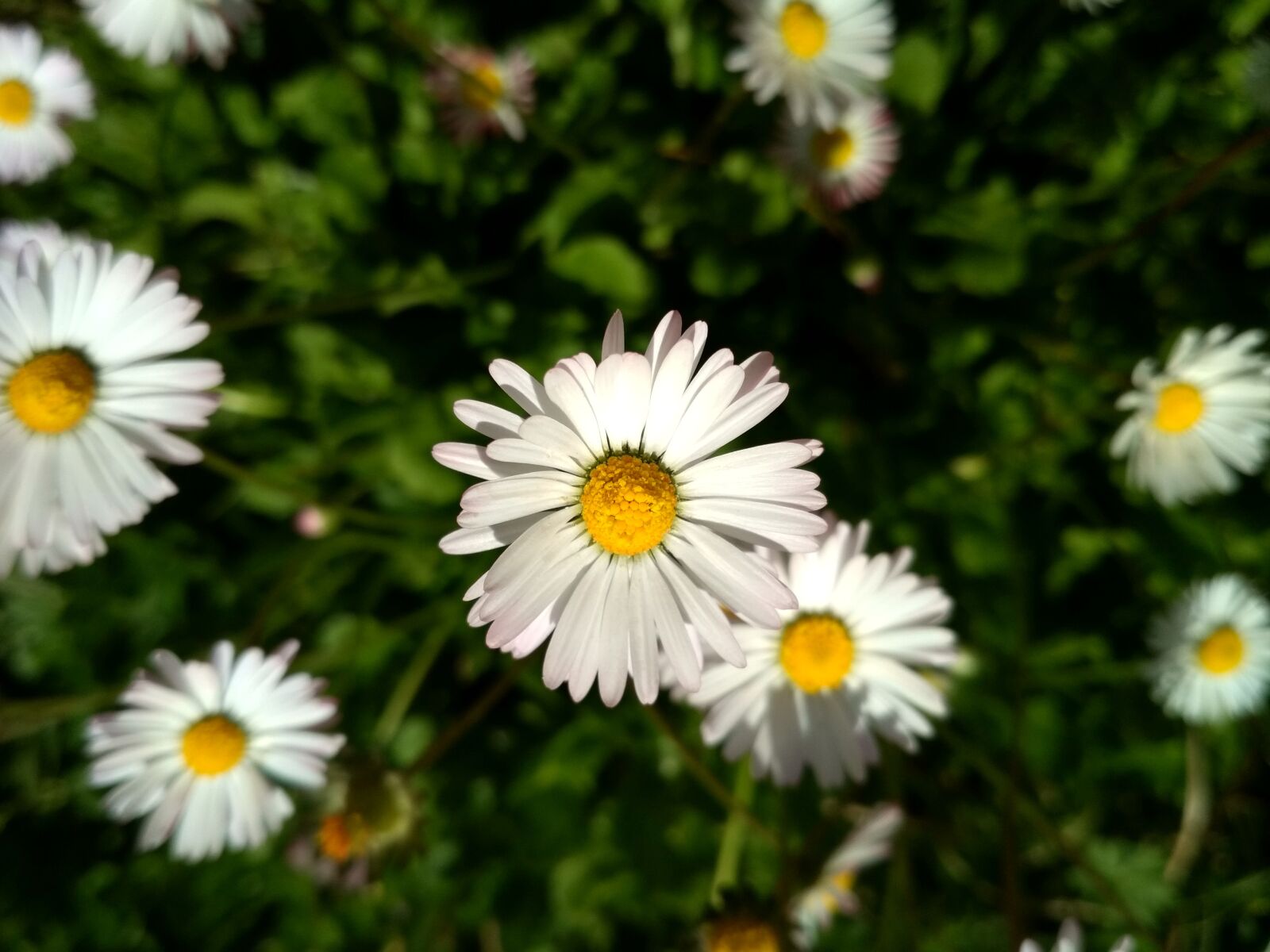 Xiaomi Redmi 4X sample photo. Nature, flower, flora photography