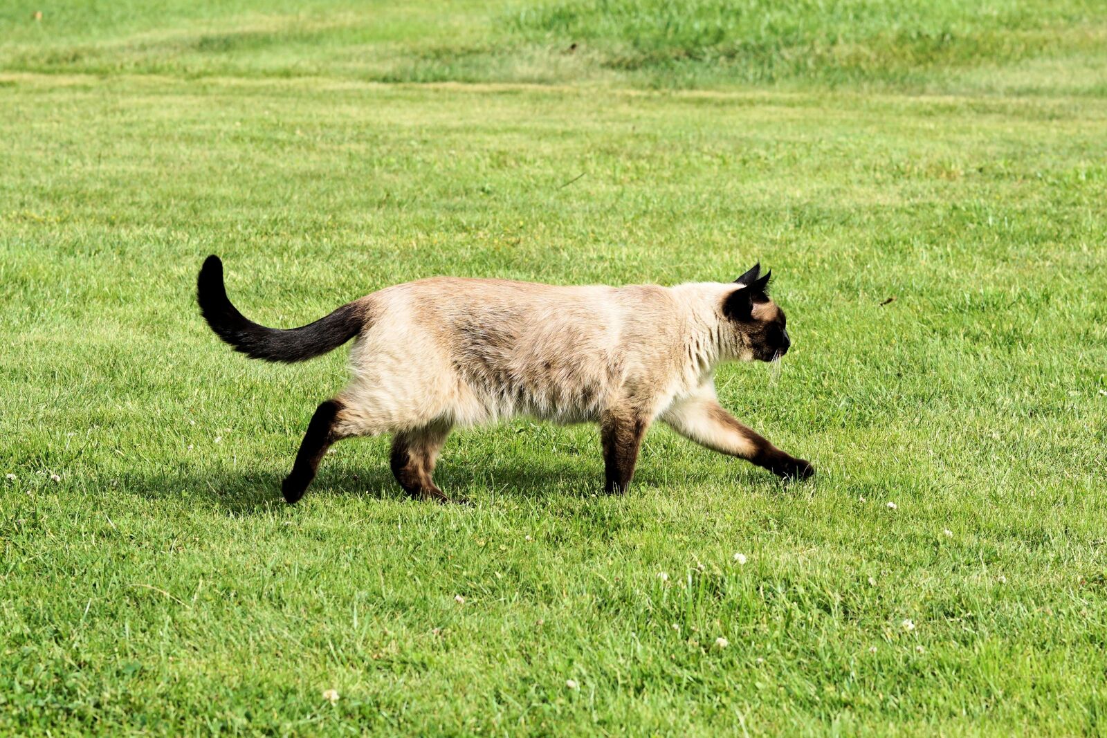 Sony a6000 + E 60mm F2.8 sample photo. Siam, siamese cat, cat photography