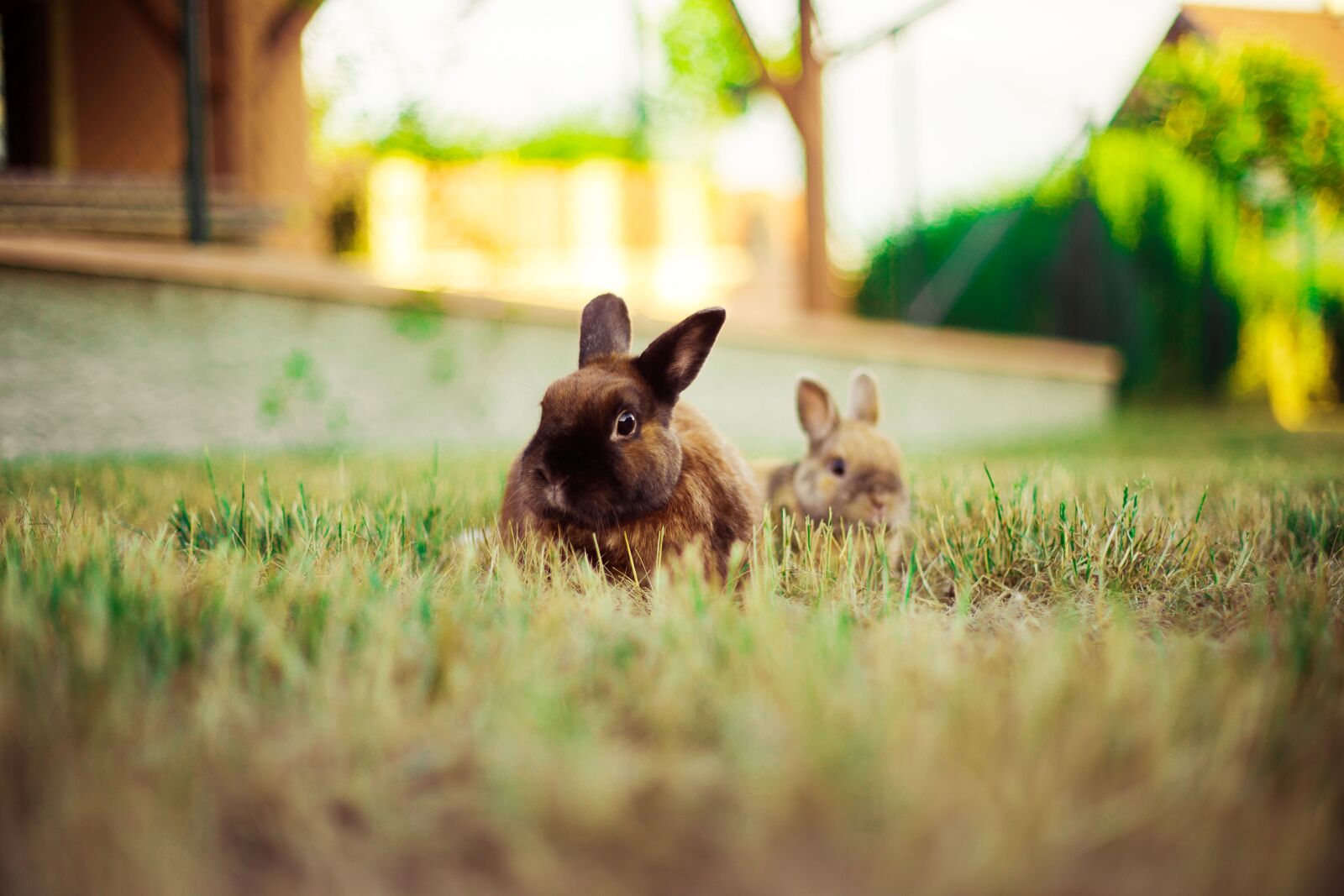 Canon EOS 6D sample photo. Rabbit, nature, animal photography