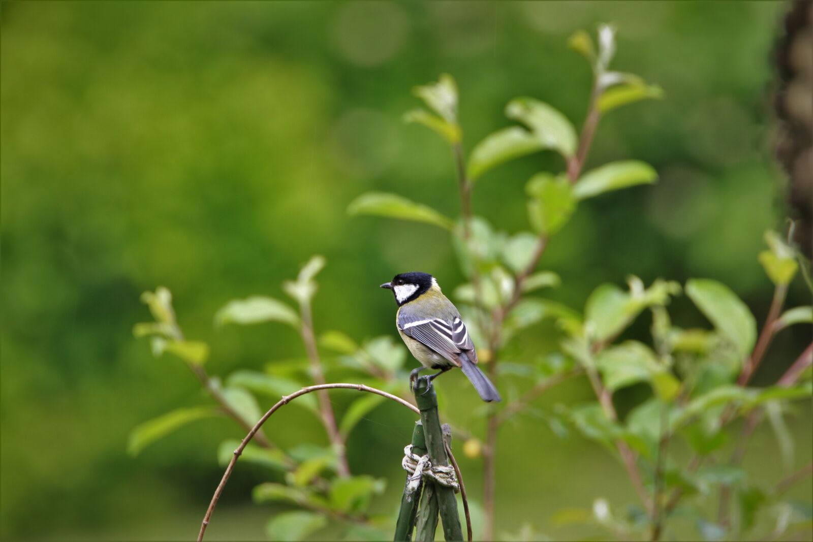 Tamron SP 150-600mm F5-6.3 Di VC USD sample photo. Tit, bird, garden photography