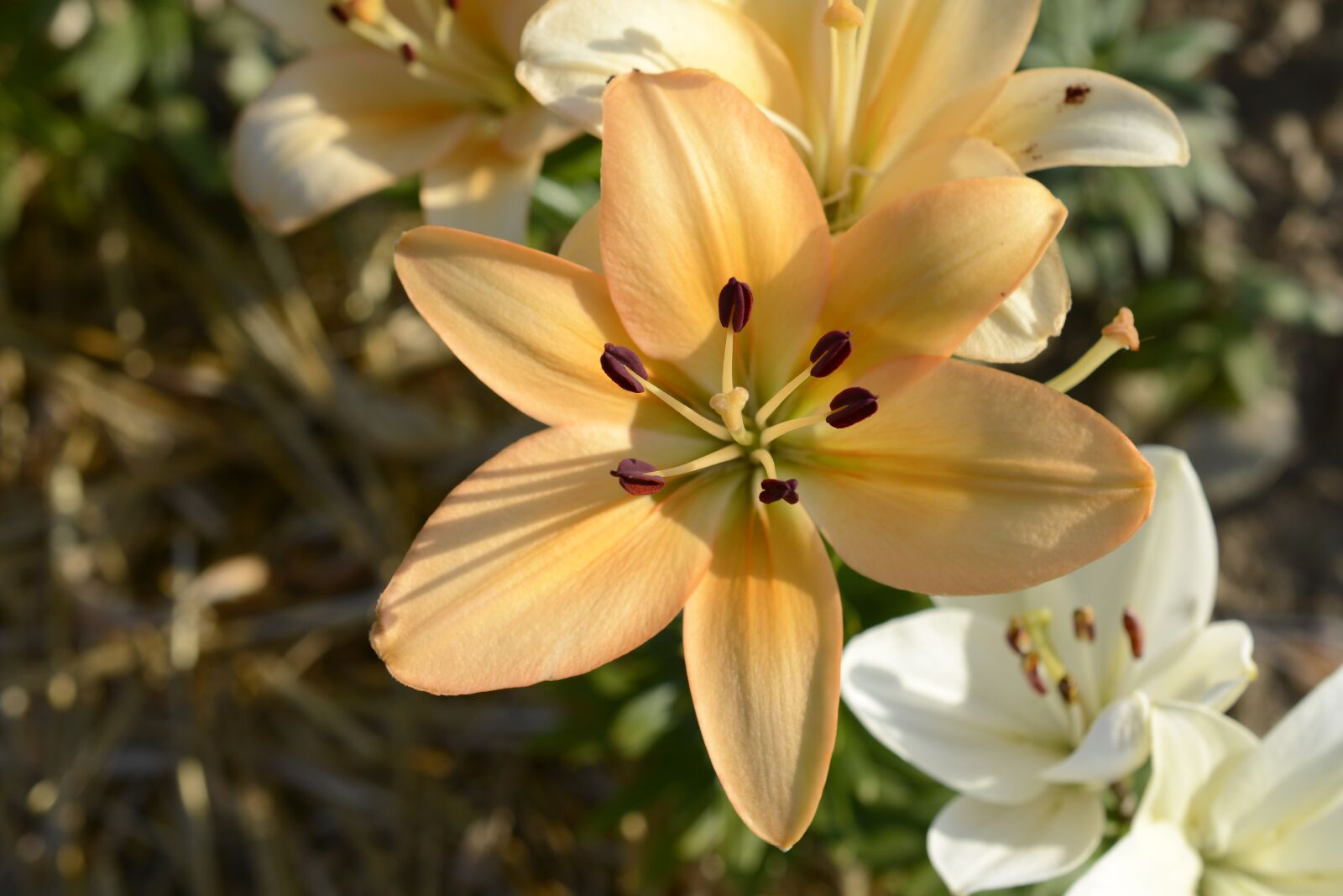 Nikon D7100 sample photo. Lily, plant, blossom photography