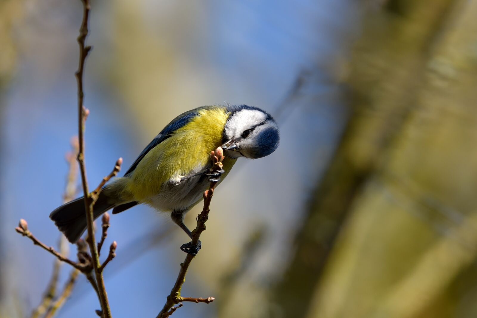Nikon D750 sample photo. Bird, fauna, nature photography