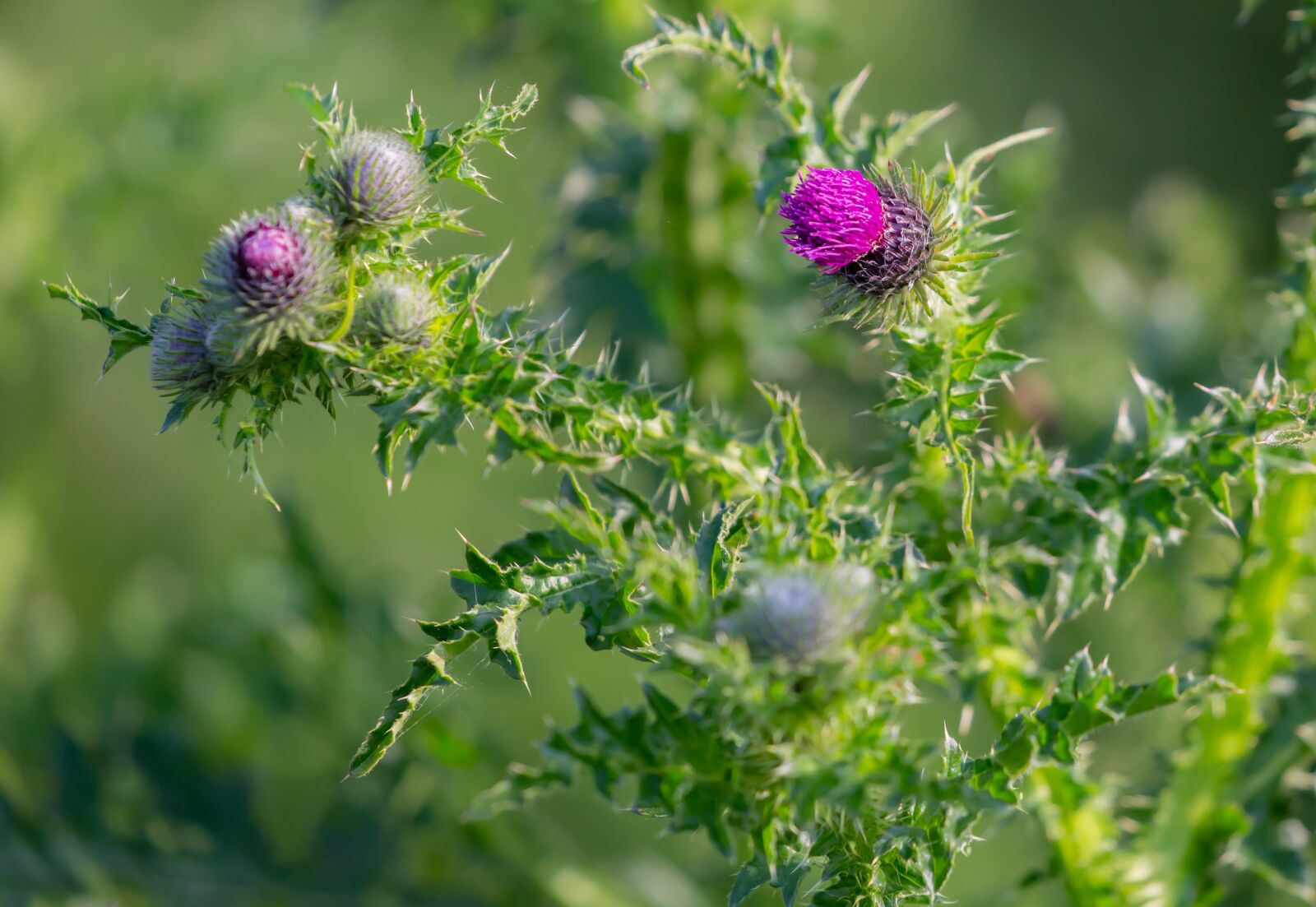 Canon EOS 5D Mark III sample photo. Thistle, thistle flower, purple photography