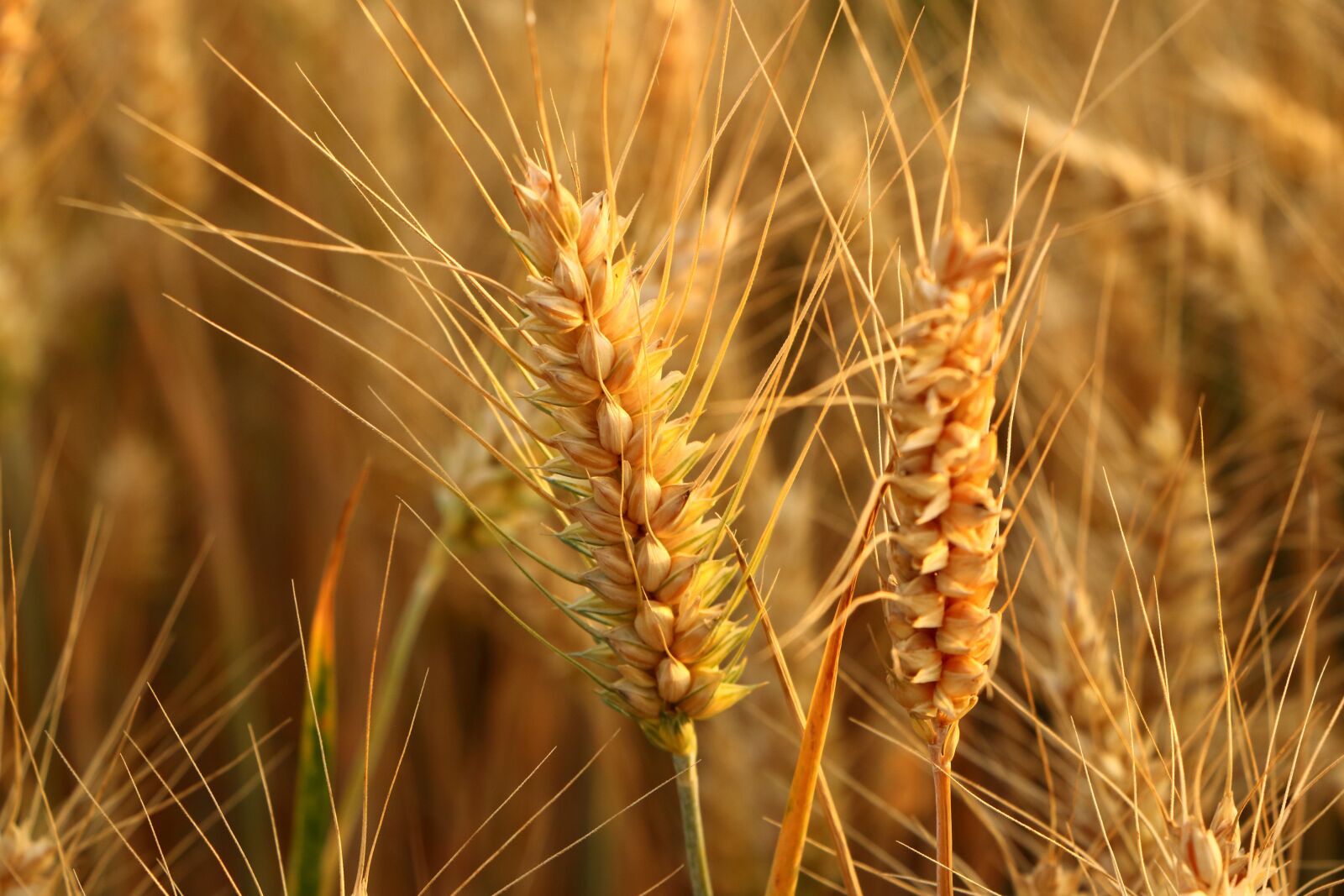 Canon EF-S 18-135mm F3.5-5.6 IS STM sample photo. Wheat, spikelets, crops photography