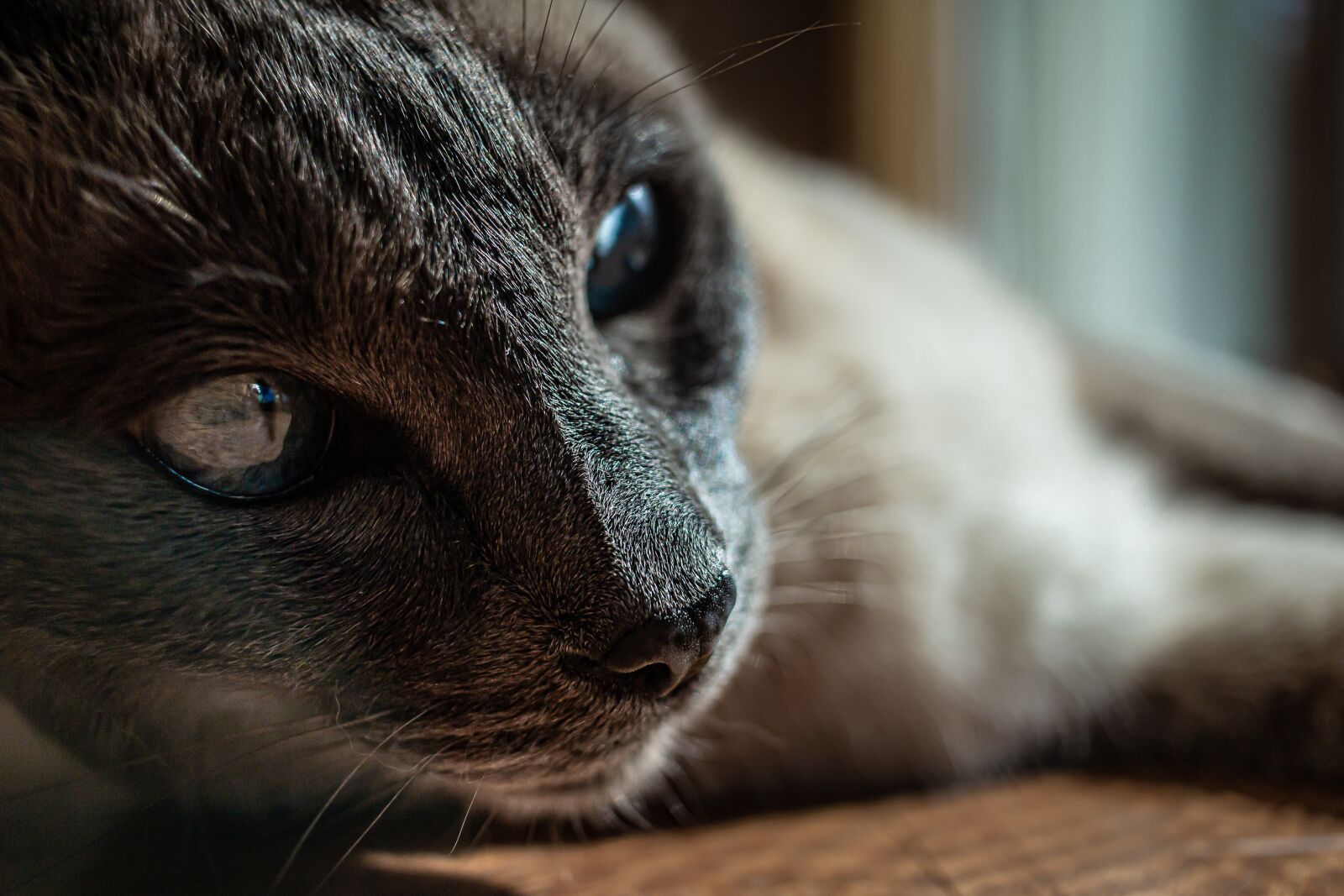 Canon EOS 70D + Canon EF-S 24mm F2.8 STM sample photo. Cat, meow, pet photography