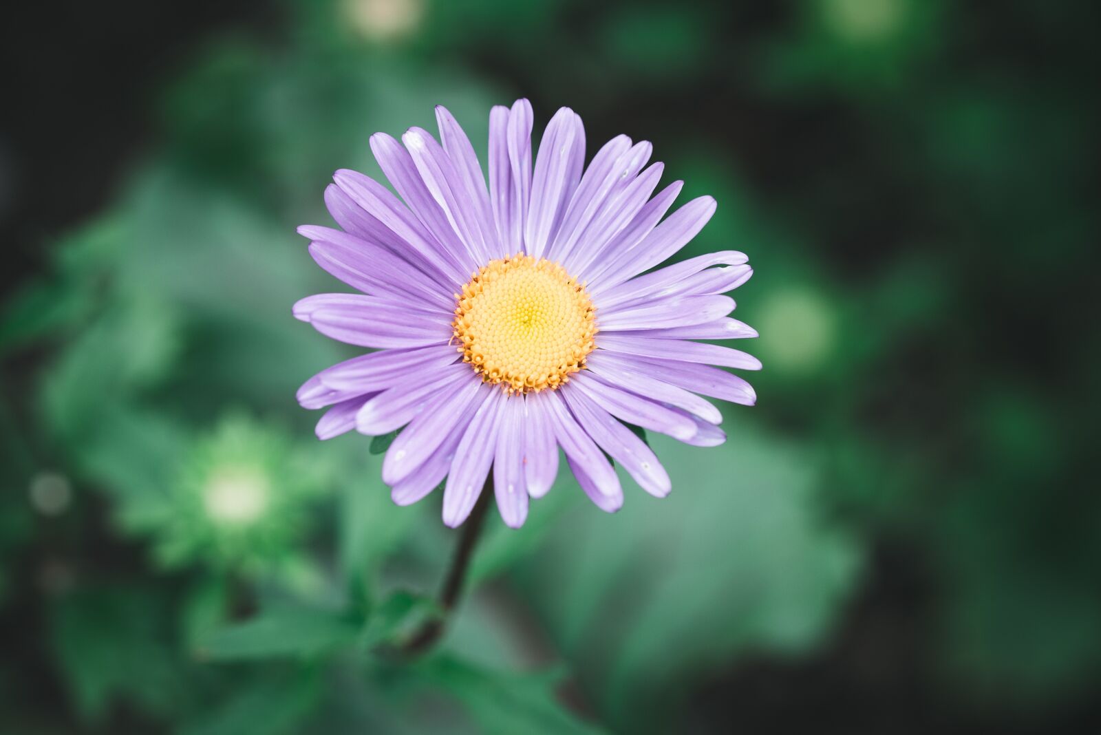 Nikon D750 sample photo. Flower, blossom, bloom photography