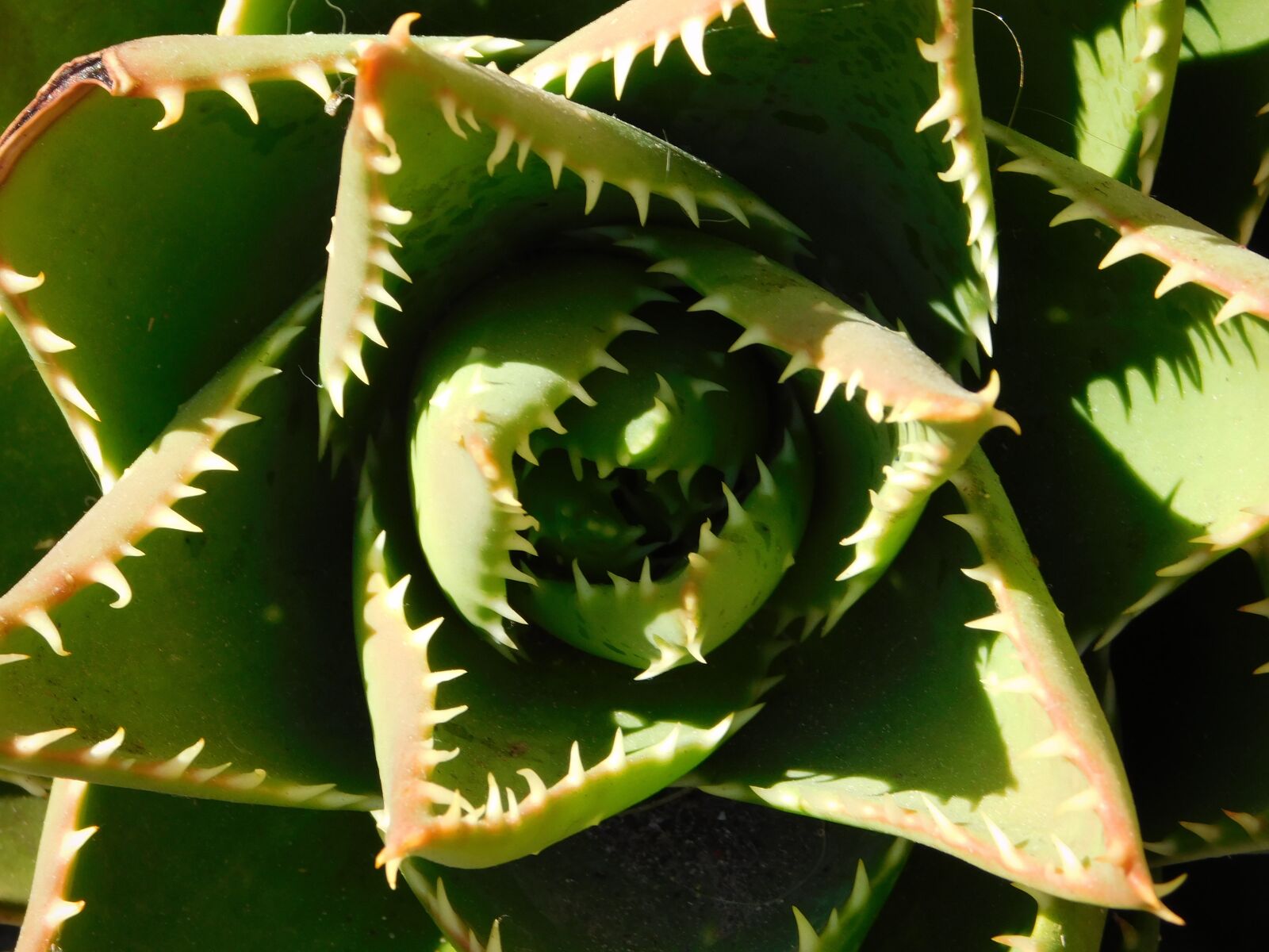 Nikon Coolpix L840 sample photo. Cactae, cactus, plant photography