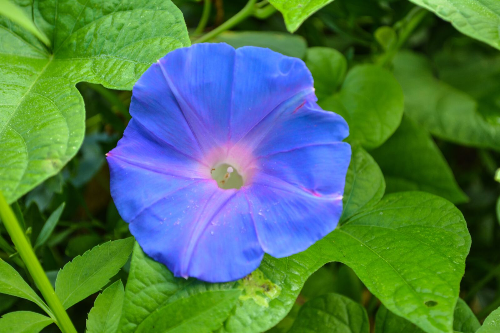Nikon D5200 sample photo. Morning glory, flower, nature photography