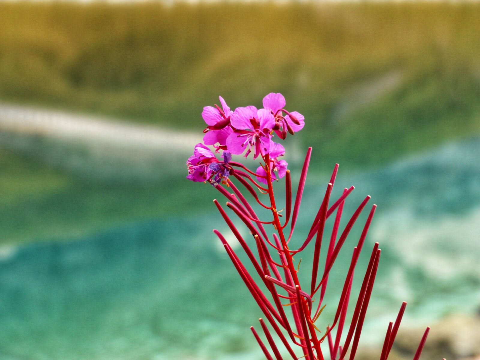 Canon XC10 sample photo. Flower, mountain flower, nature photography