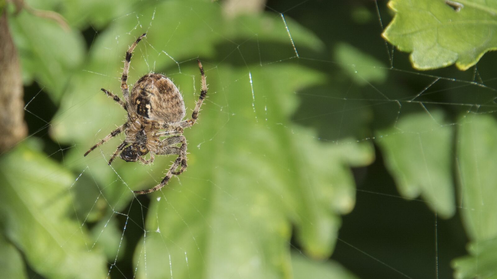 Nikon D5200 sample photo. Spider, nature, animals photography