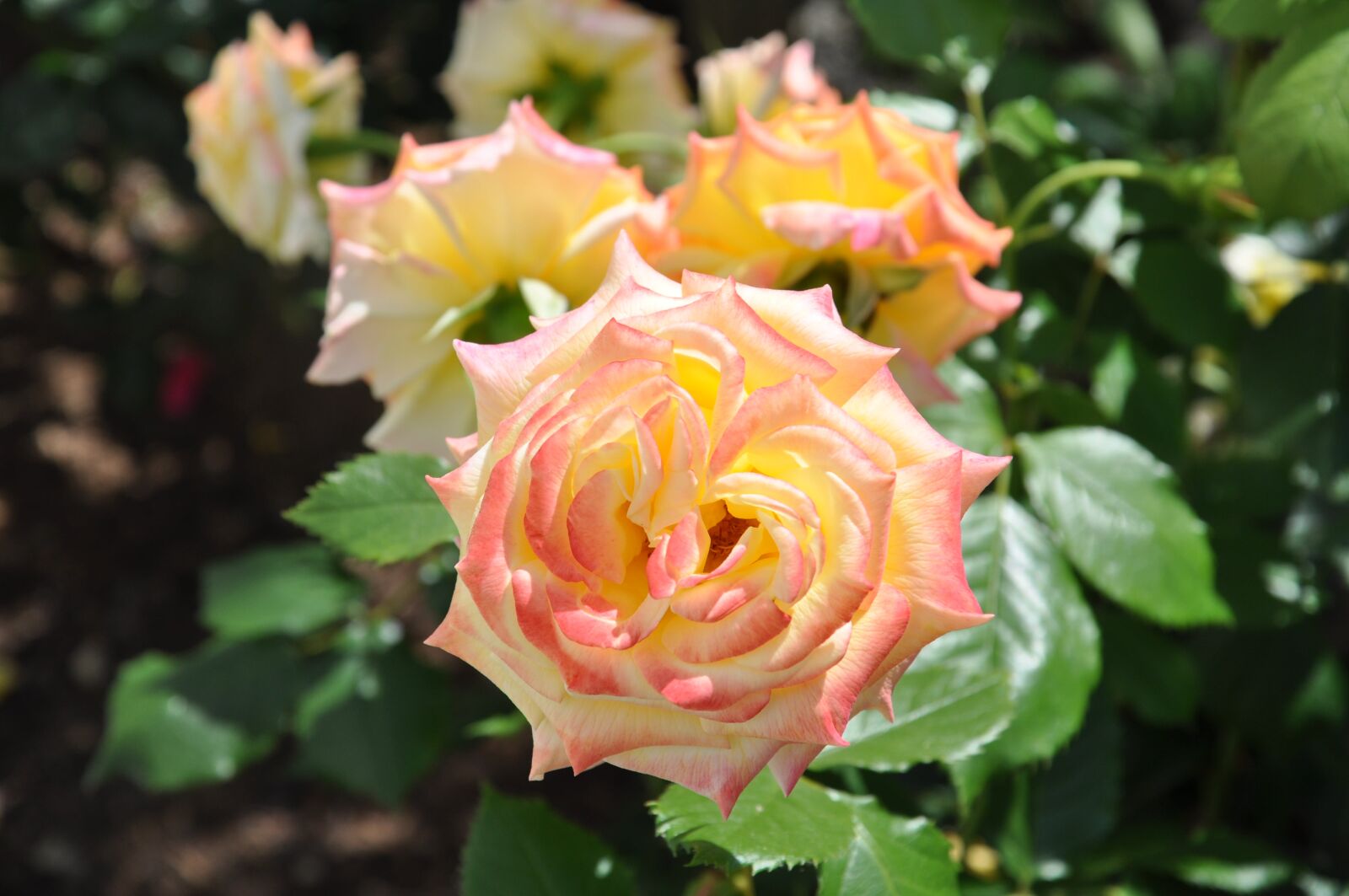 Nikon D5000 sample photo. Roses, rose blooms, rose photography