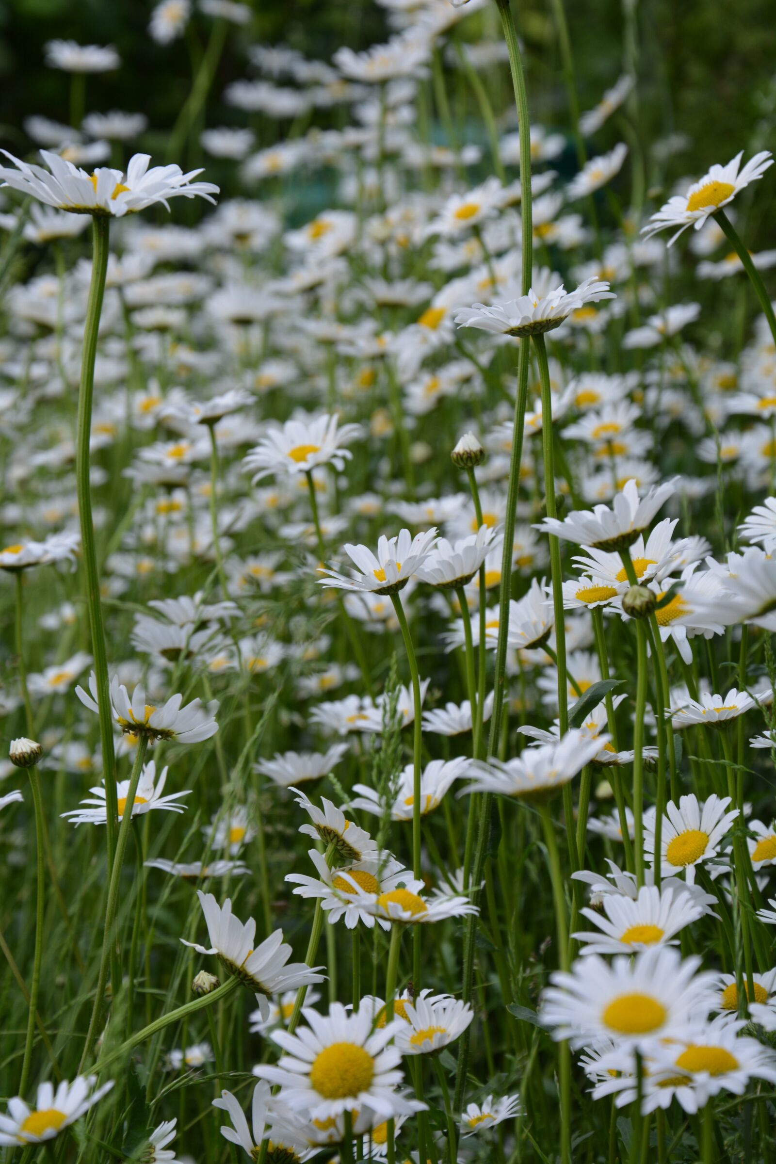 Nikon D5200 sample photo. Marguerite, flower meadow, white photography