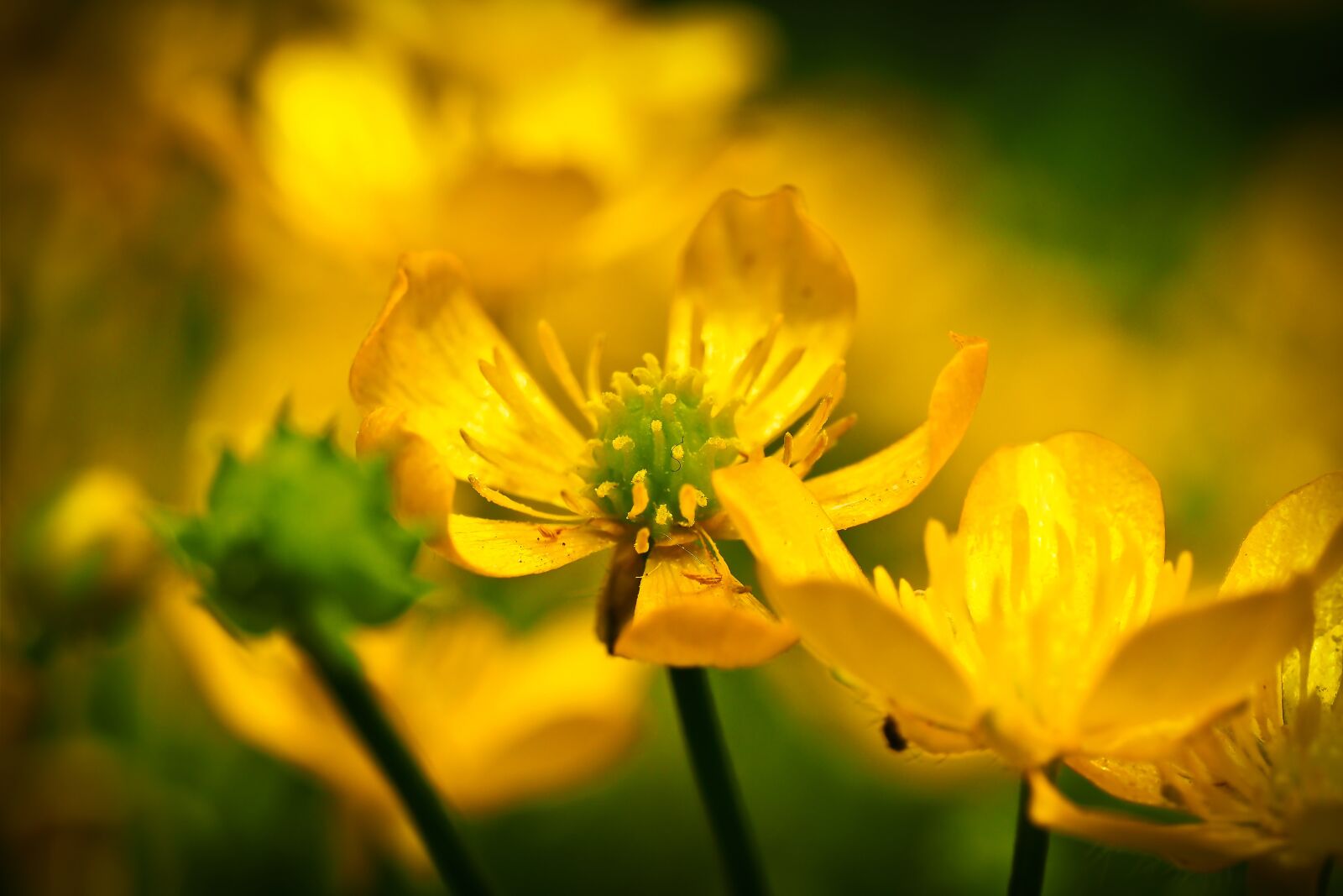 Olympus OM-D E-M10 sample photo. Celandine, flower, yellow photography