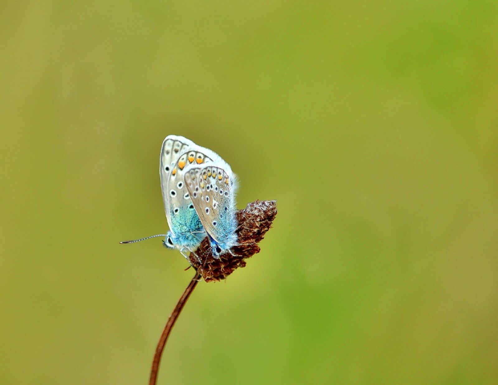 Canon EOS 1300D (EOS Rebel T6 / EOS Kiss X80) sample photo. Lycaenidae, pair, butterflies photography
