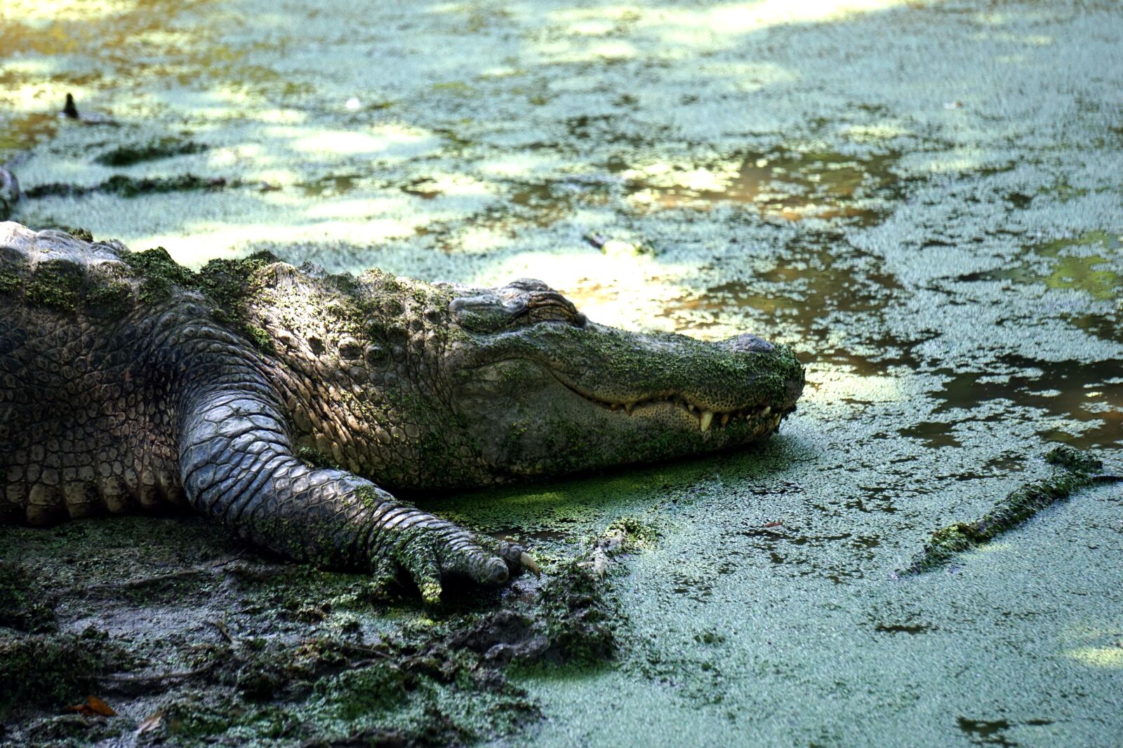 Sony E 55-210mm F4.5-6.3 OSS sample photo. Alligator, reptile, crocodile photography