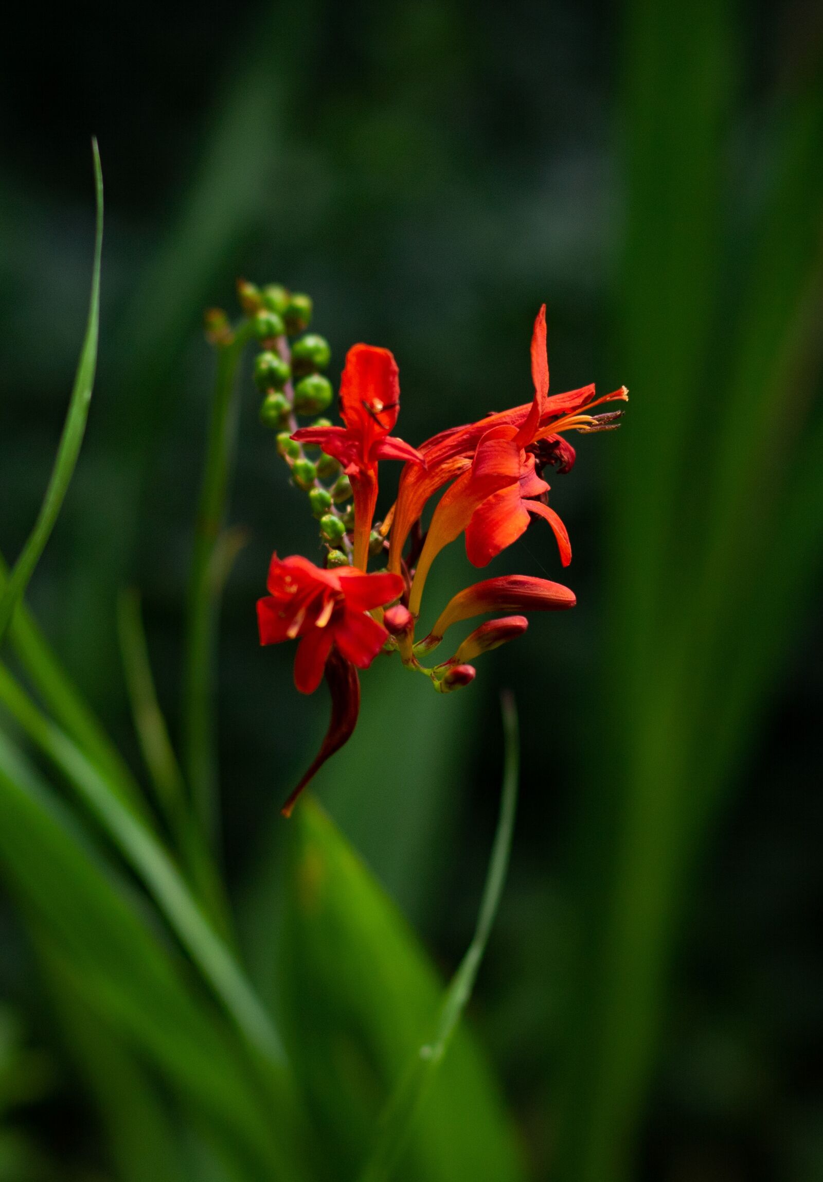 Canon EF 50mm F1.8 STM sample photo. Crocosmia lucifer, montbretia, red photography