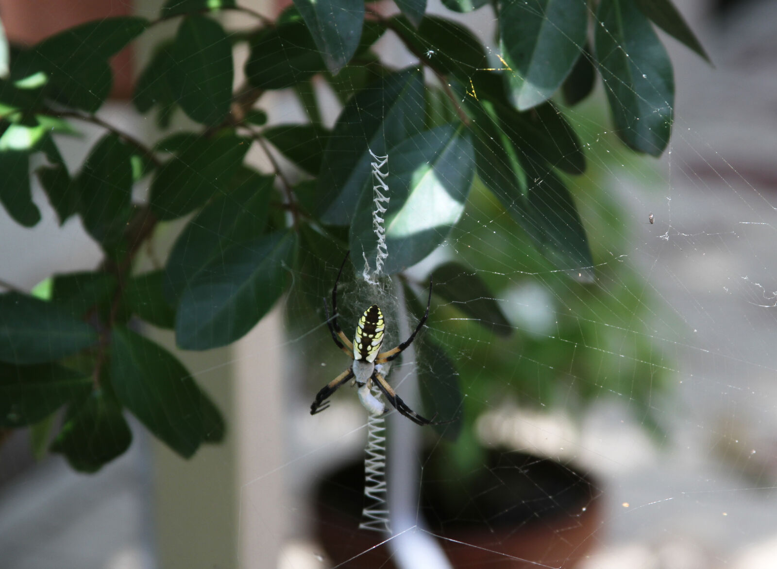 Canon EOS 7D + Canon EF 28-135mm F3.5-5.6 IS USM sample photo. Spider, spider, web photography