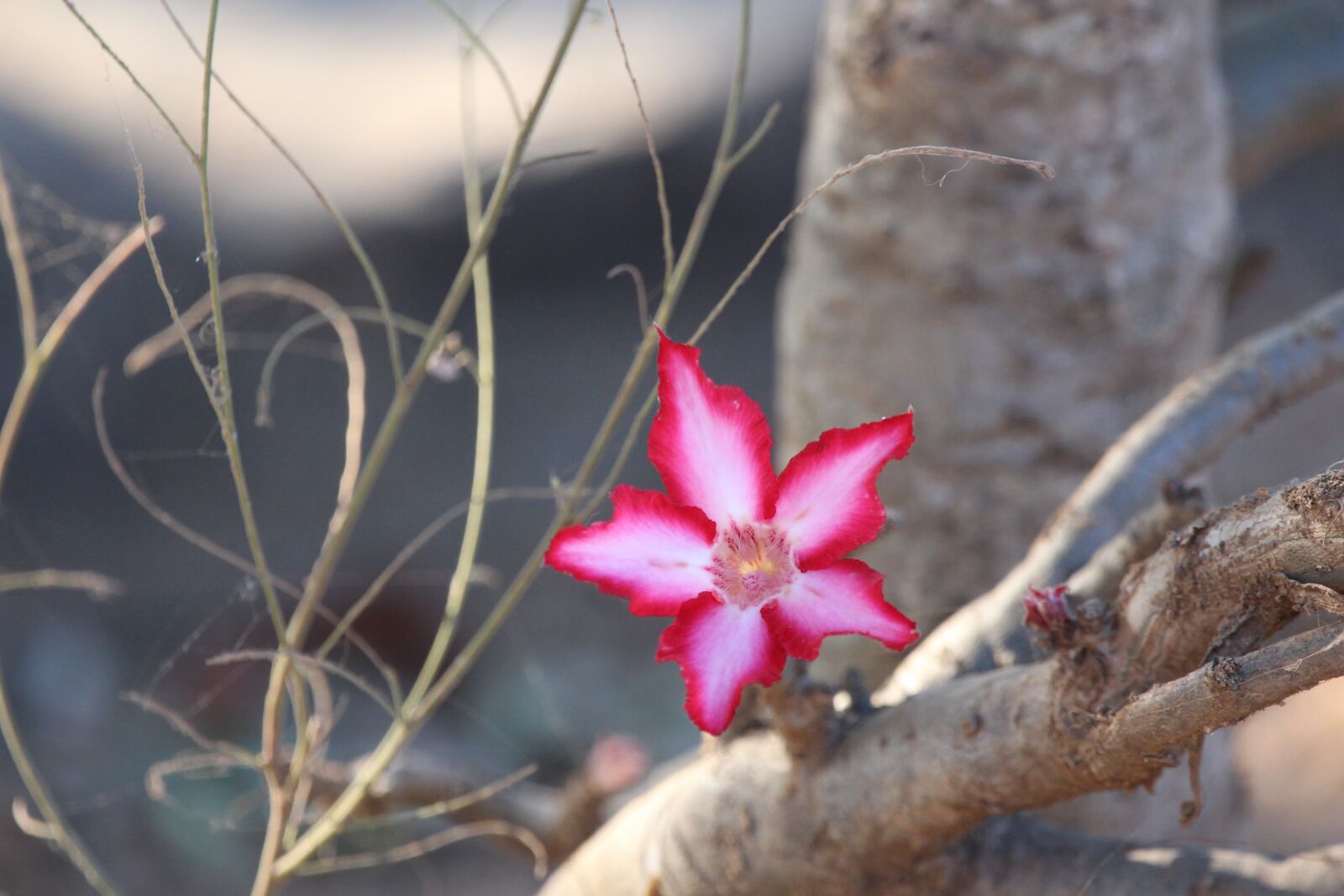 150-600mm F5-6.3 DG OS HSM | Contemporary 015 sample photo. Impala lily, flower, pink photography