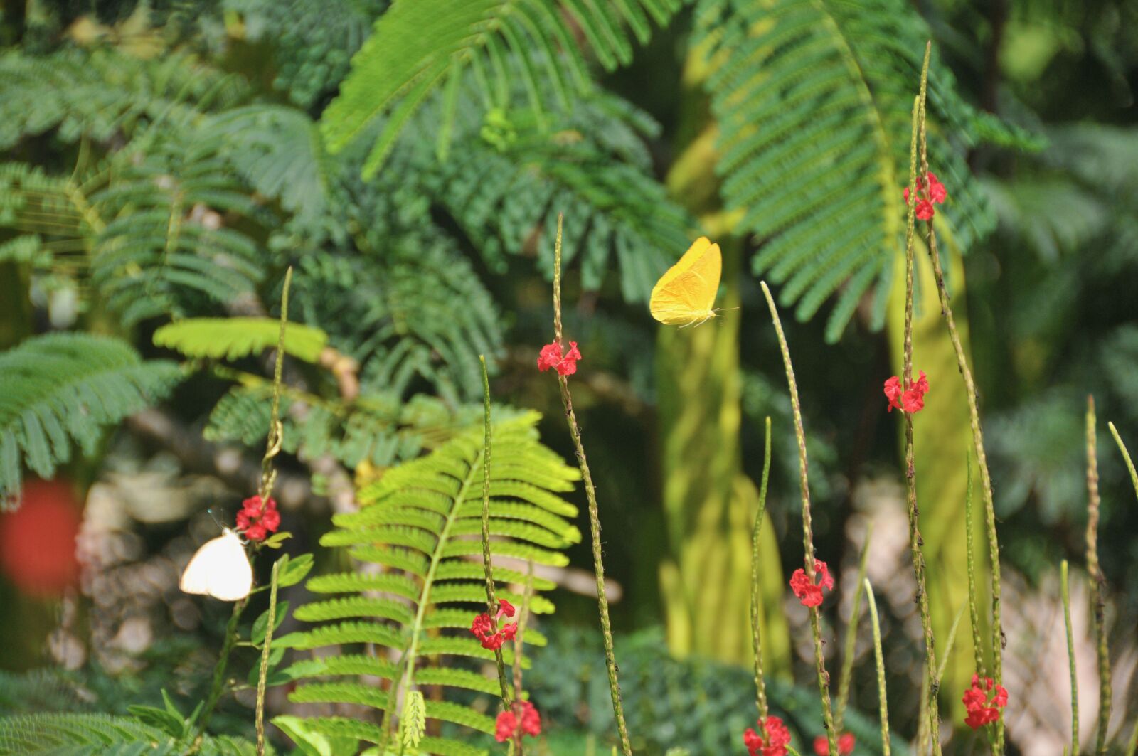 Nikon D300S sample photo. Butterfly, insects, nature photography