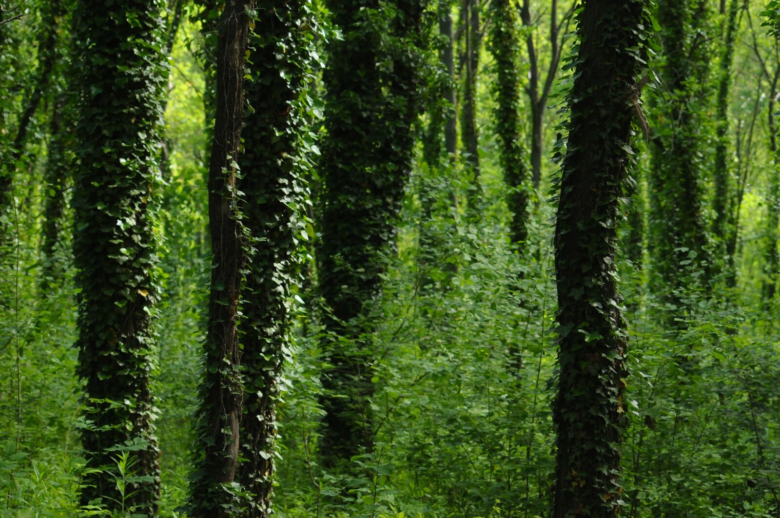 Nikon D300 sample photo. Amber, wood, forest photography