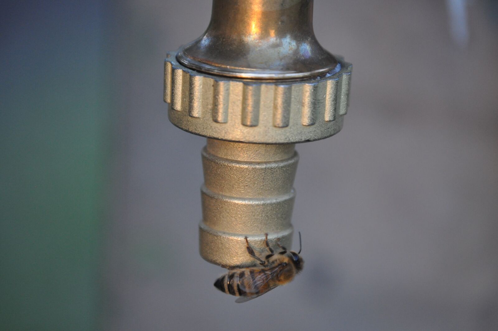 Nikon D5000 sample photo. Insect, fontana, wasp photography