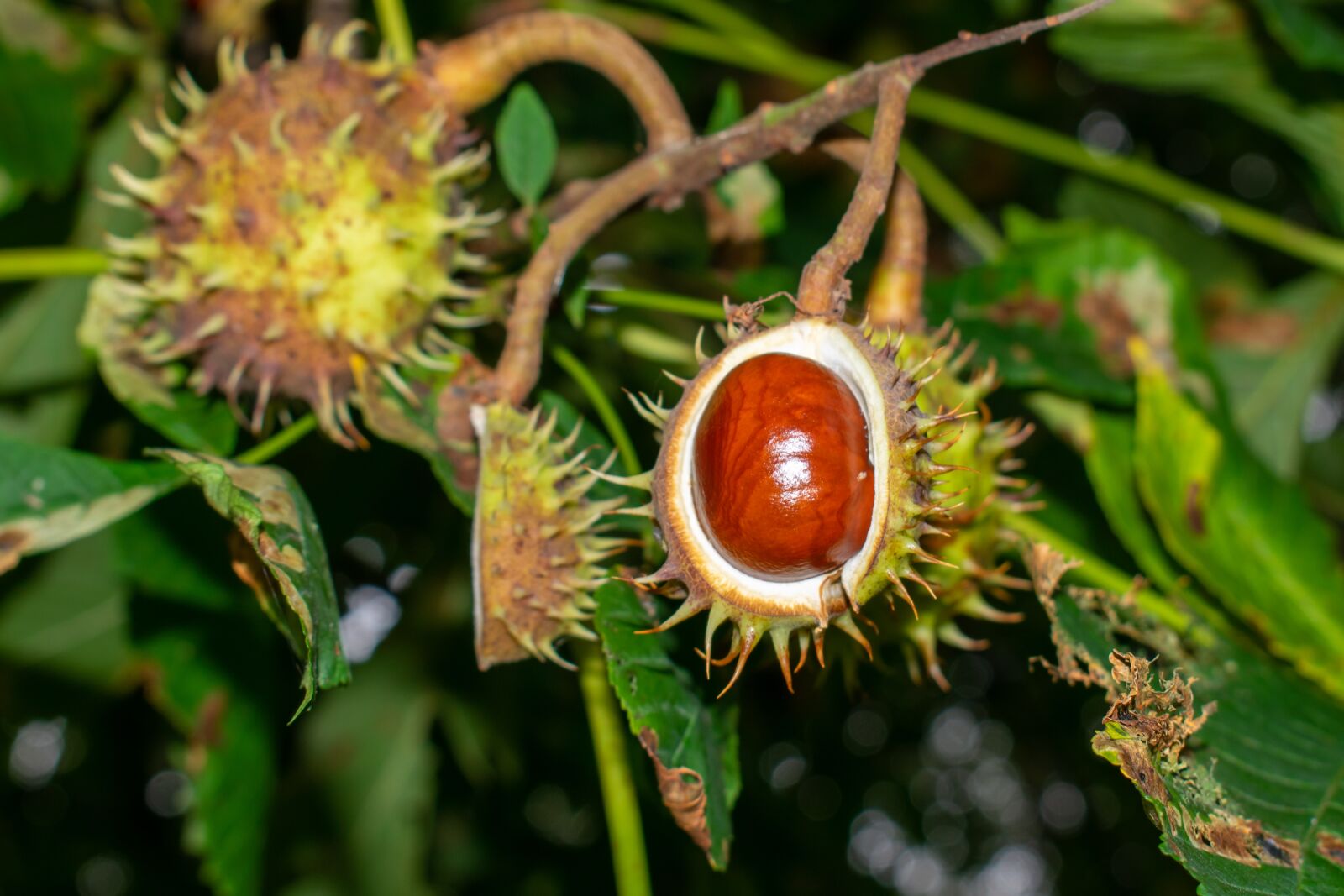 Nikon D5300 sample photo. Chestnut, tree, autumn photography