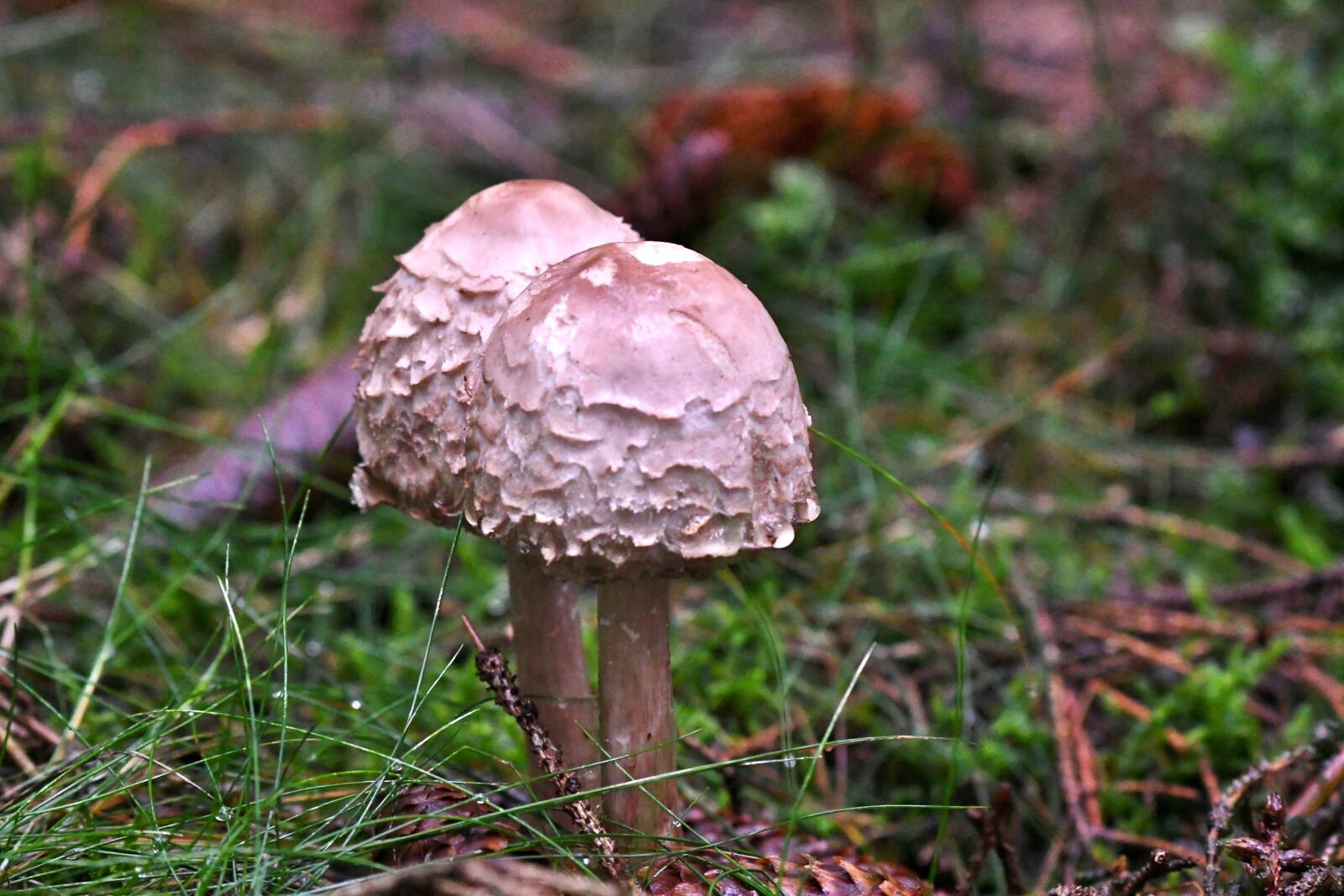 Nikon D500 sample photo. Mushrooms, autumn, october photography