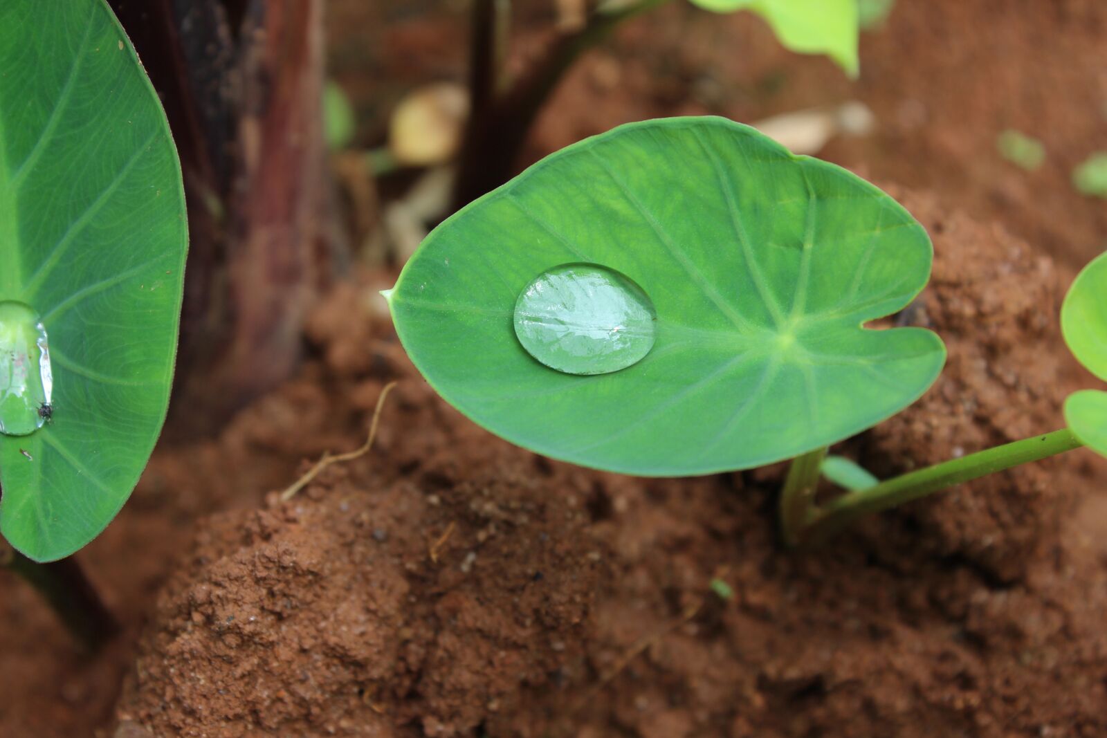 Canon EOS 600D (Rebel EOS T3i / EOS Kiss X5) sample photo. Leaf, flora, nature photography