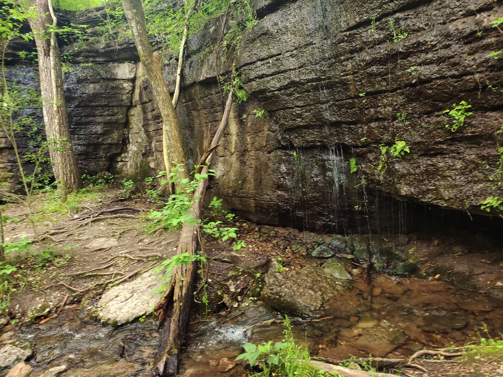 Samsung Galaxy Note9 sample photo. Environment, nature, wilderness photography