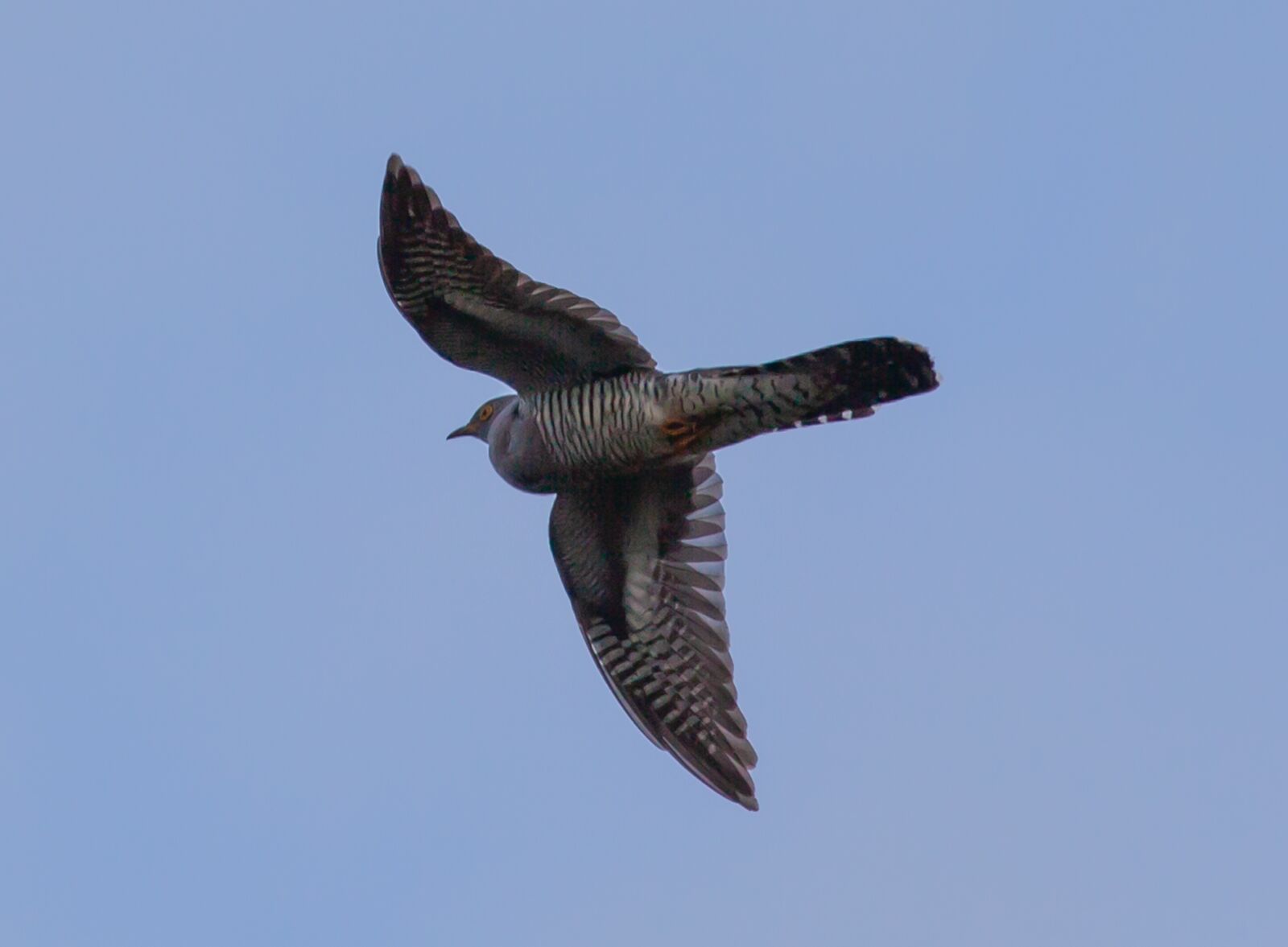 Canon EOS 5D Mark II + Canon EF 100-400mm F4.5-5.6L IS II USM sample photo. Cuckoo, eurasian cuckoo, flying photography