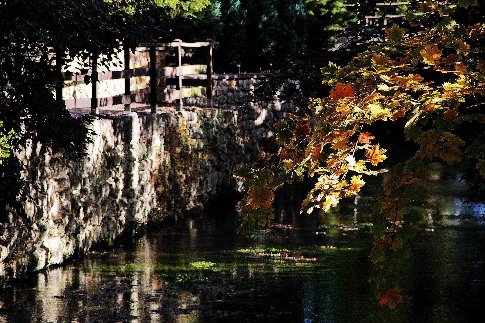 Canon EF-S 18-135mm F3.5-5.6 IS sample photo. Autumn, golden autumn, leaves photography