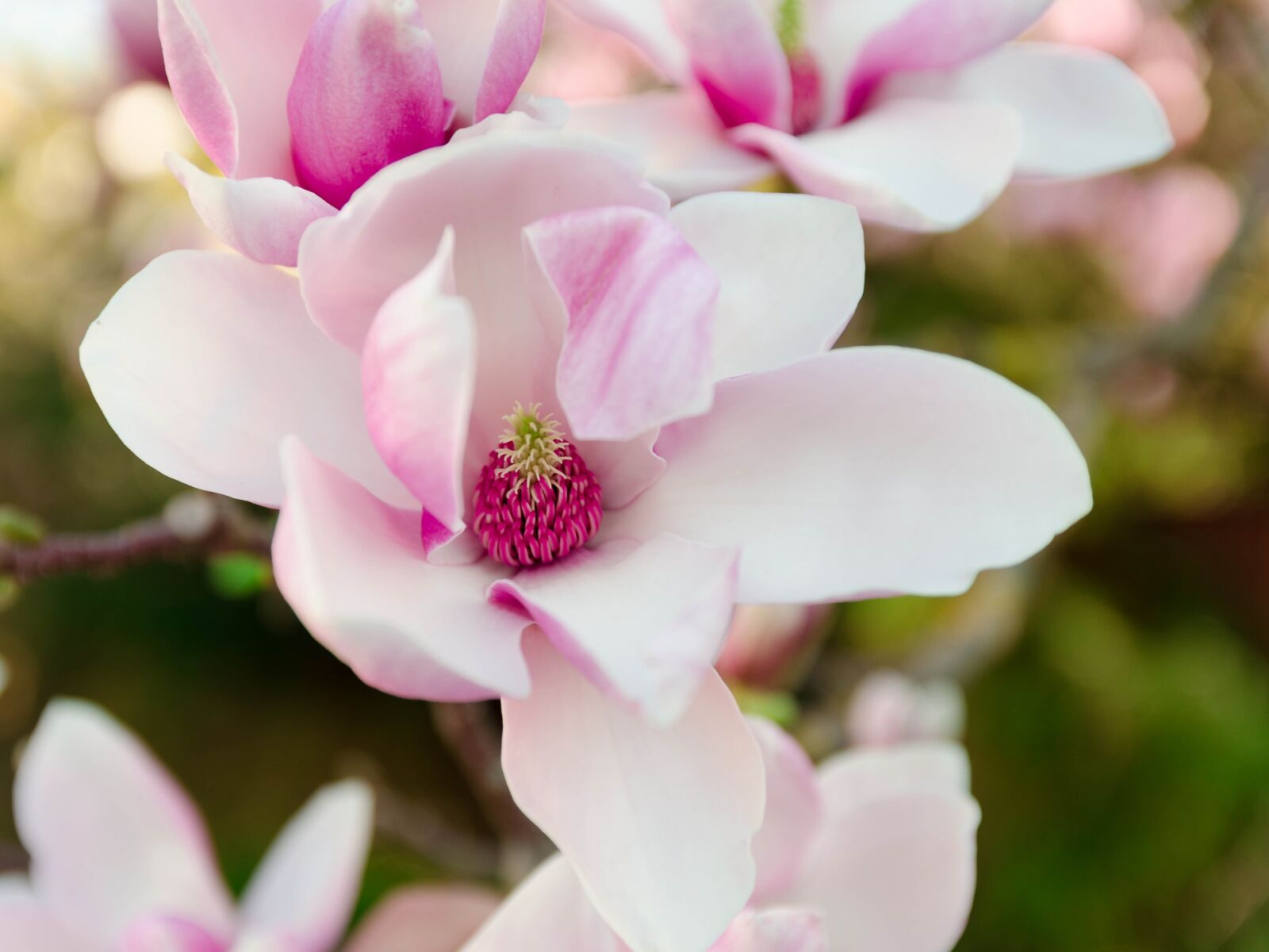 Nikon D5100 sample photo. Magnolia blossom, pink, spring photography