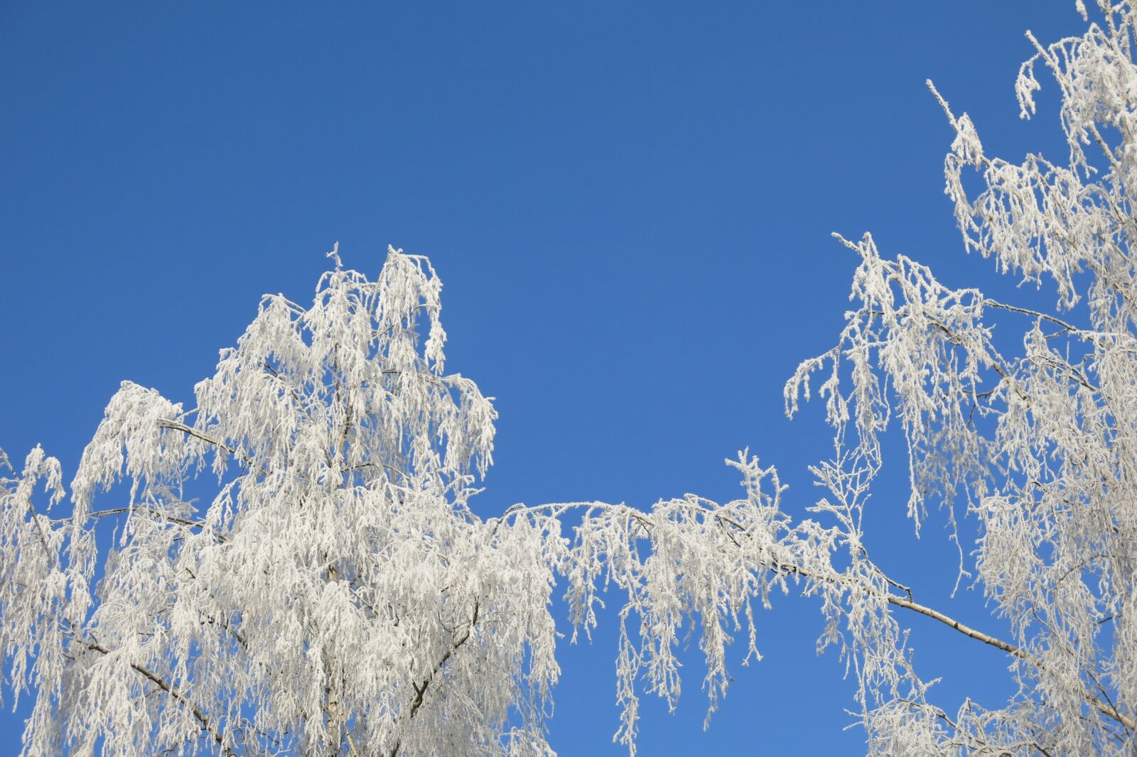 Canon PowerShot G15 sample photo. Nature, icing, winter photography