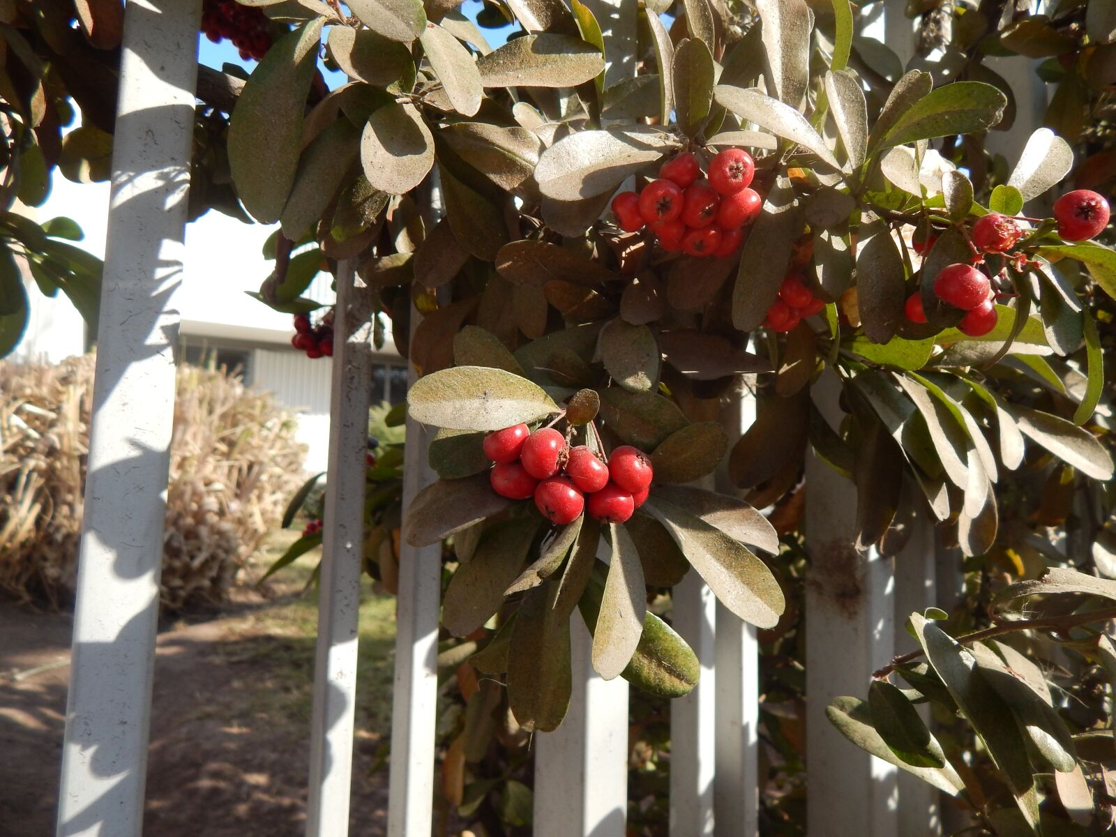 Nikon Coolpix L820 sample photo. Gate, berries, red fruits photography