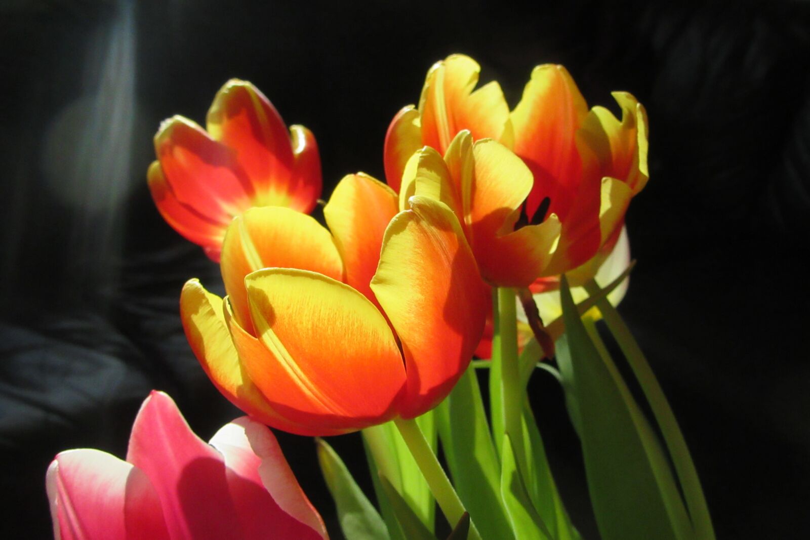 Canon PowerShot SX610 HS sample photo. Tulips, bouquet, coloured photography
