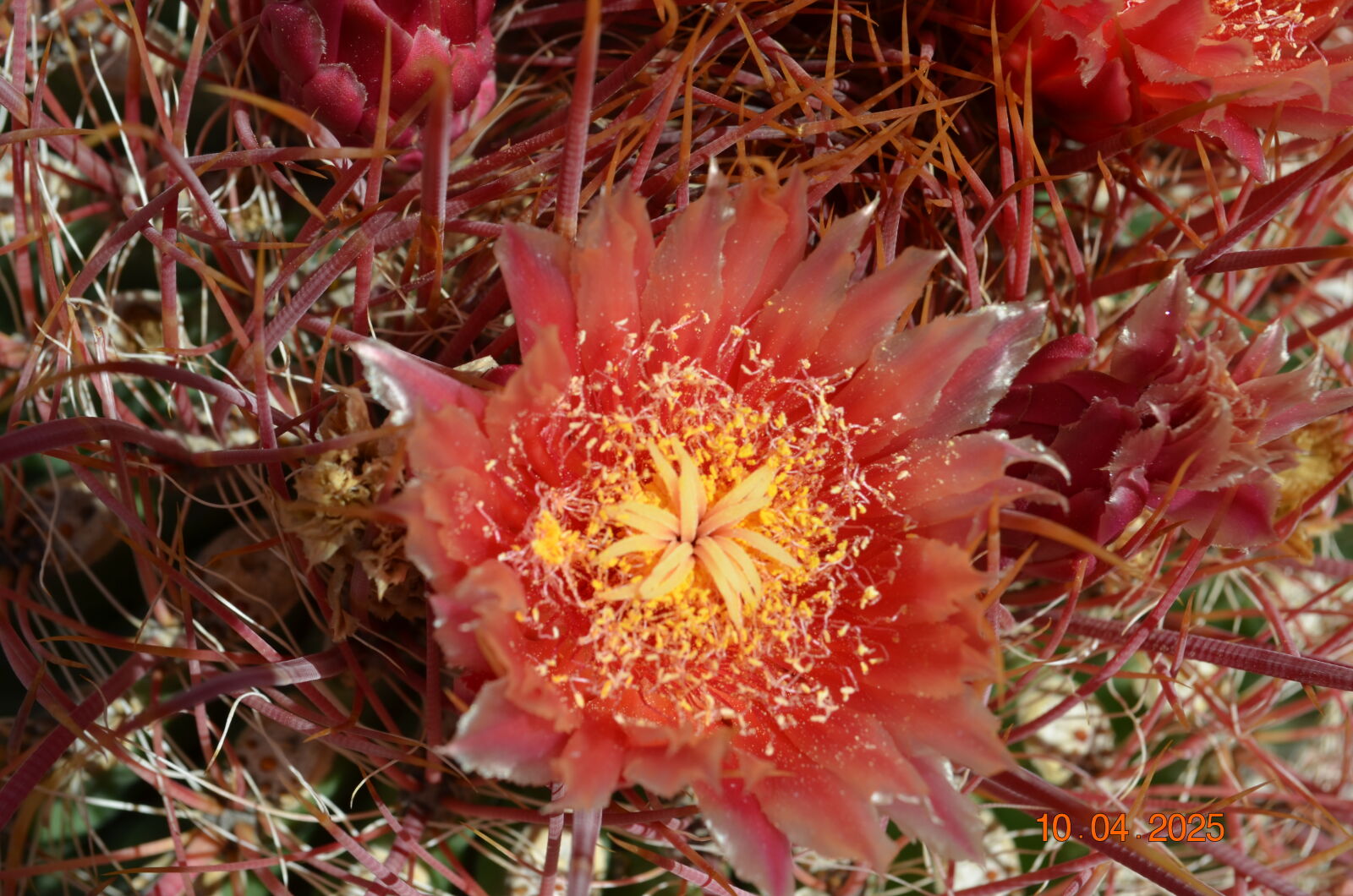 Nikon D5100 sample photo