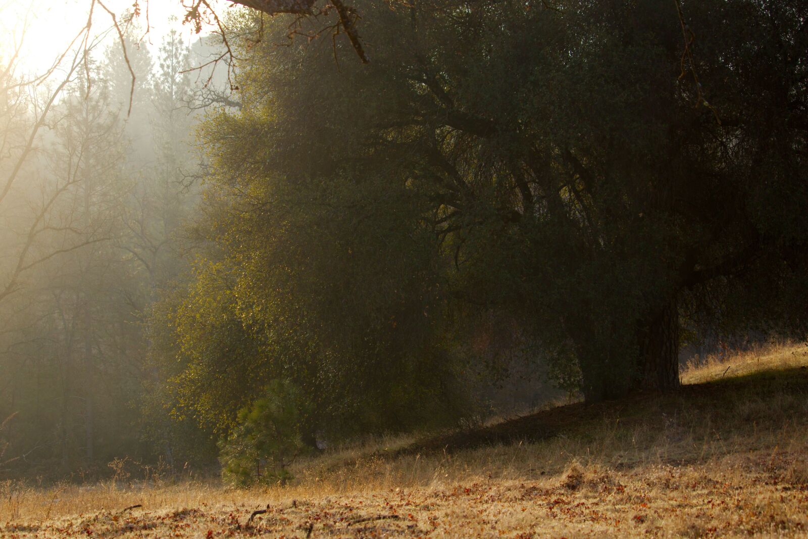 Canon EOS 80D sample photo. Trees, woods, forest photography
