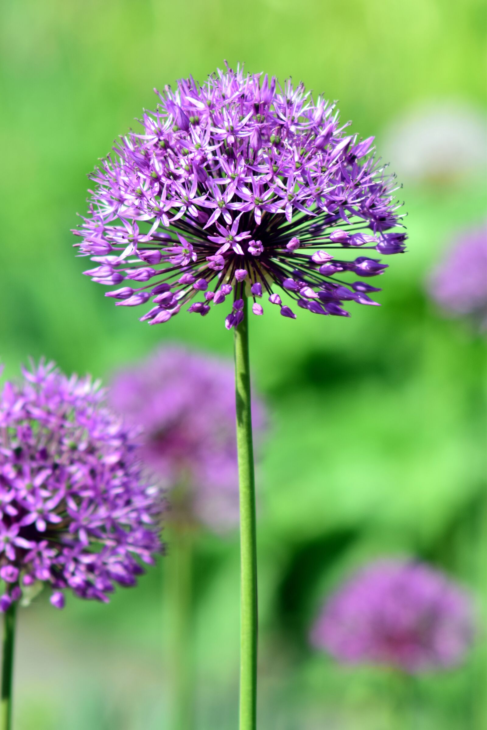 Nikon D3300 sample photo. Leek, ornamental onion, giant photography