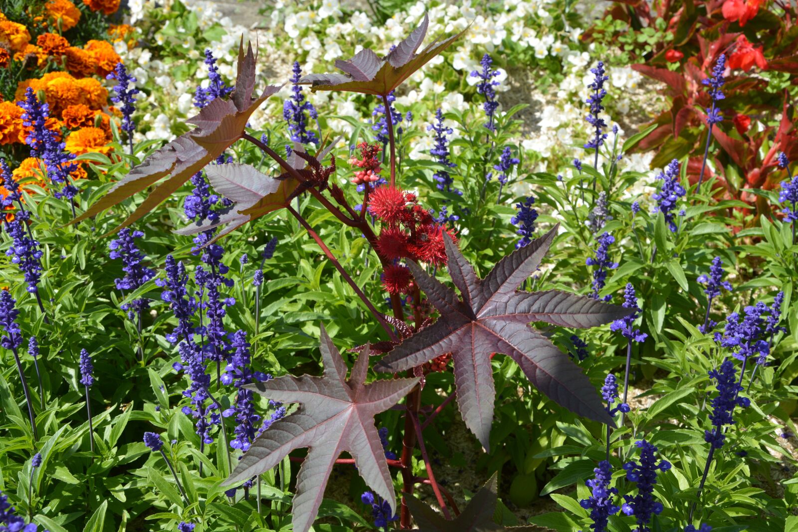 Nikon D5200 sample photo. Massive multiple flowers, all photography