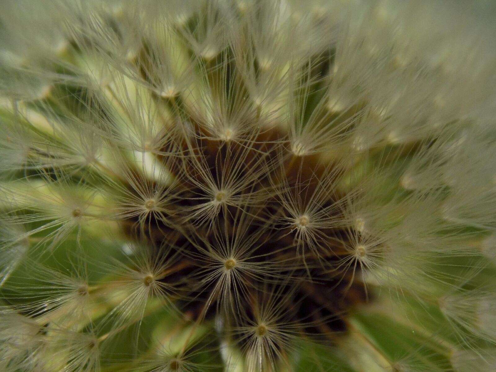 Nikon COOLPIX L330 sample photo. Dandelion, macro, flowers photography