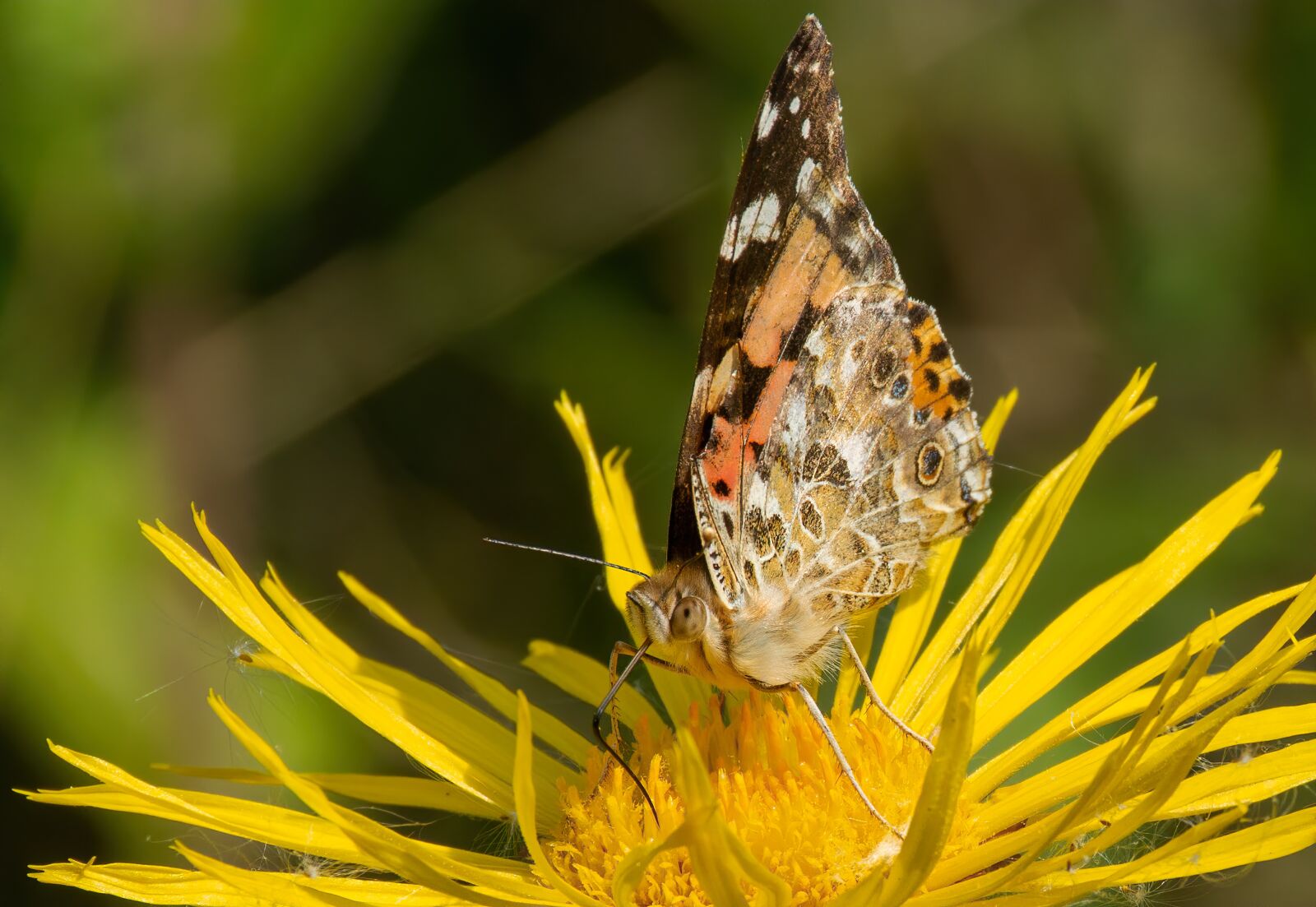 Nikon D7100 sample photo. Butterfly, flower, insect photography