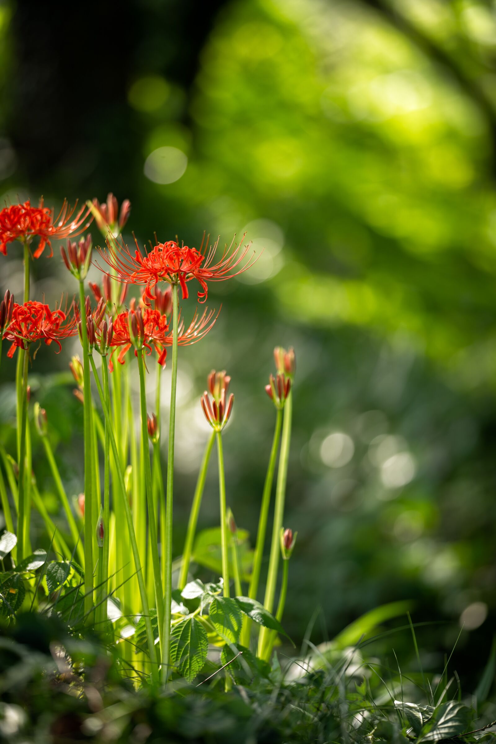 Sony a7R IV sample photo. Red spider lily, flowers photography
