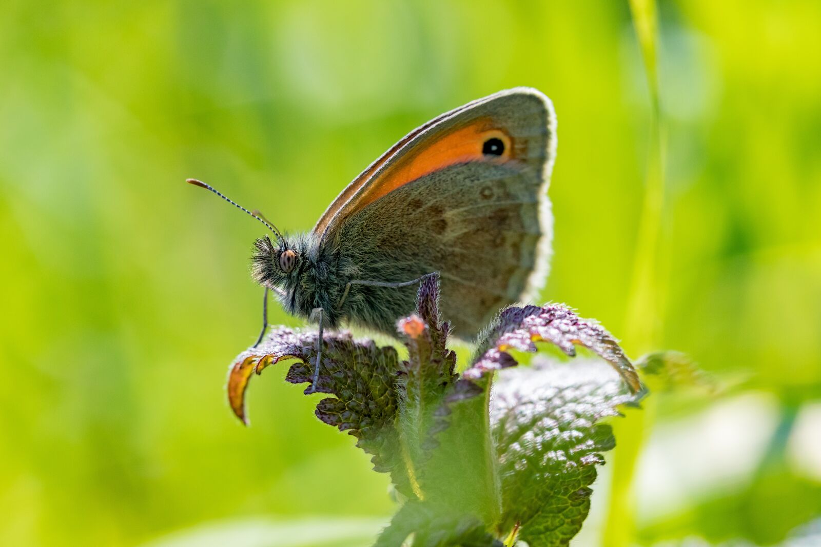 Canon EOS 5D Mark IV sample photo. Butterfly, insect, nature photography
