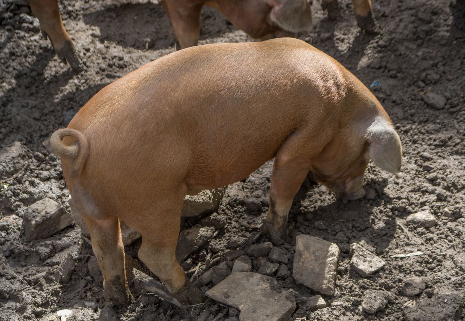 Pentax KP sample photo. Corsican, pork, breeding photography