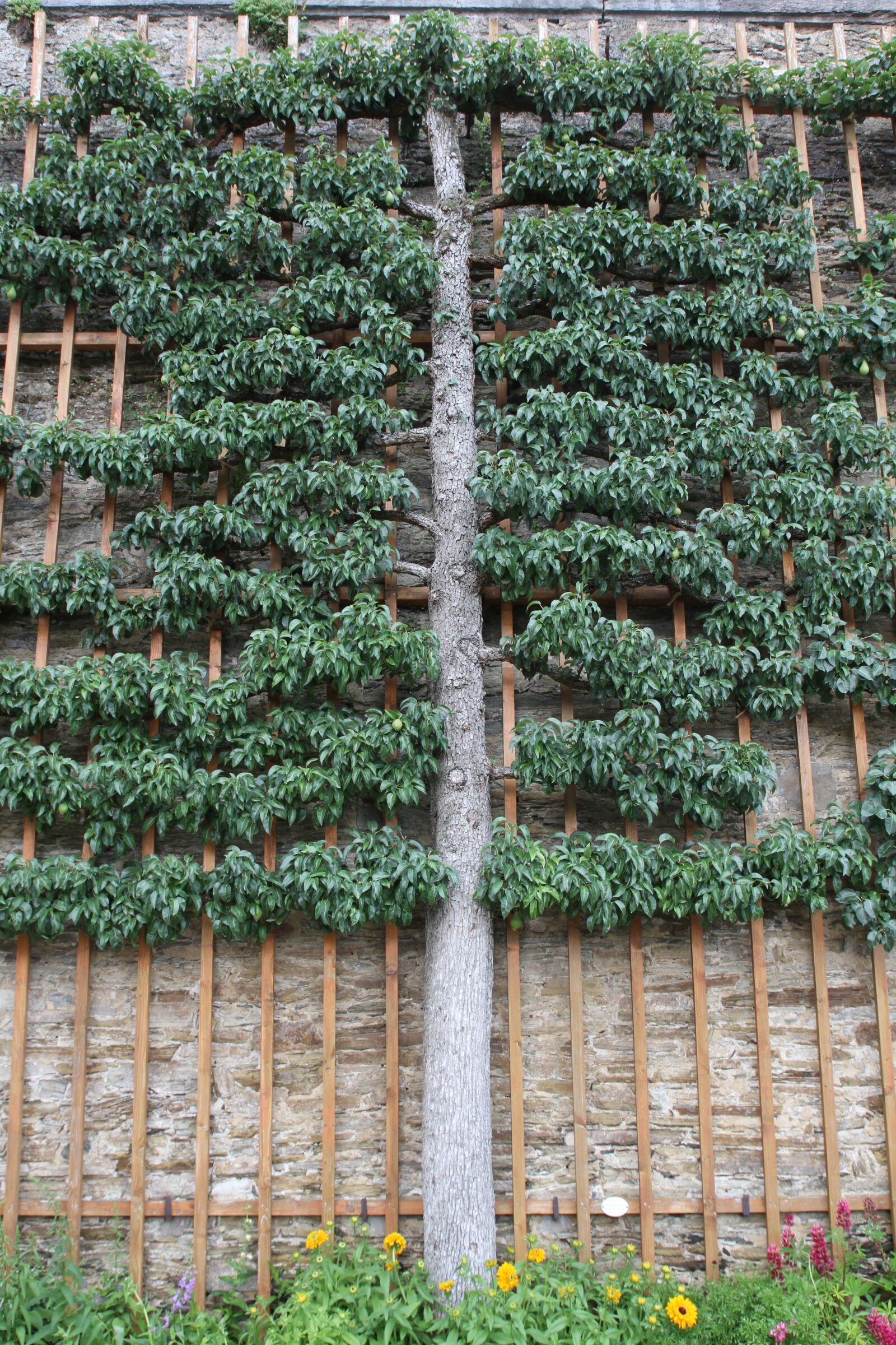 Canon EOS 7D sample photo. Education, trellis, fruit trellis photography