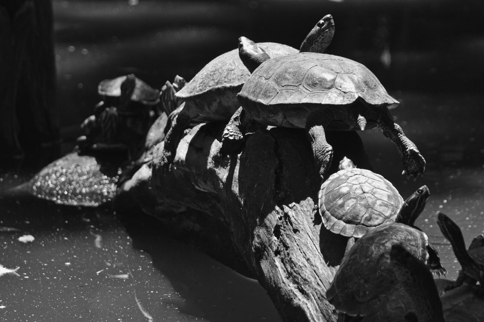 Nikon D3200 sample photo. Turtles, reptile, costa rica photography