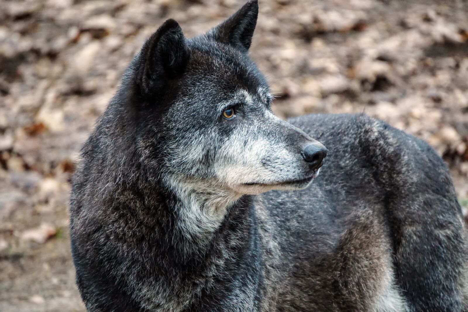 Sony E 55-210mm F4.5-6.3 OSS sample photo. Wolf, zoo, wild animal photography