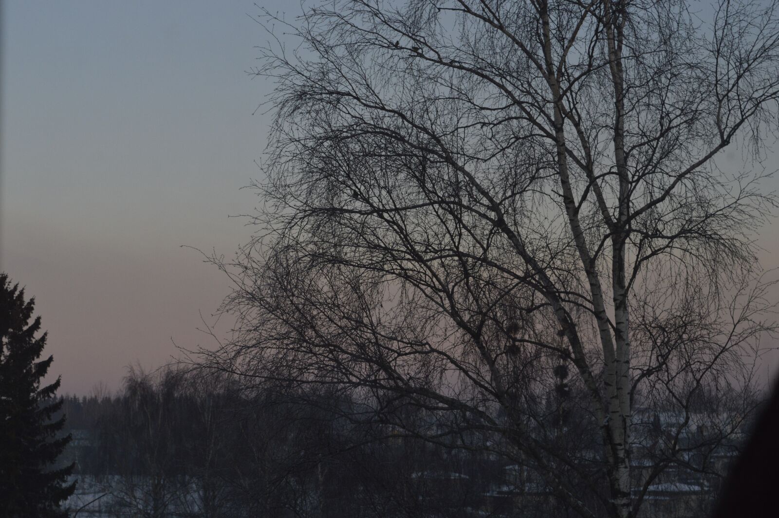 Nikon D3200 sample photo. Tree, birch, nature photography