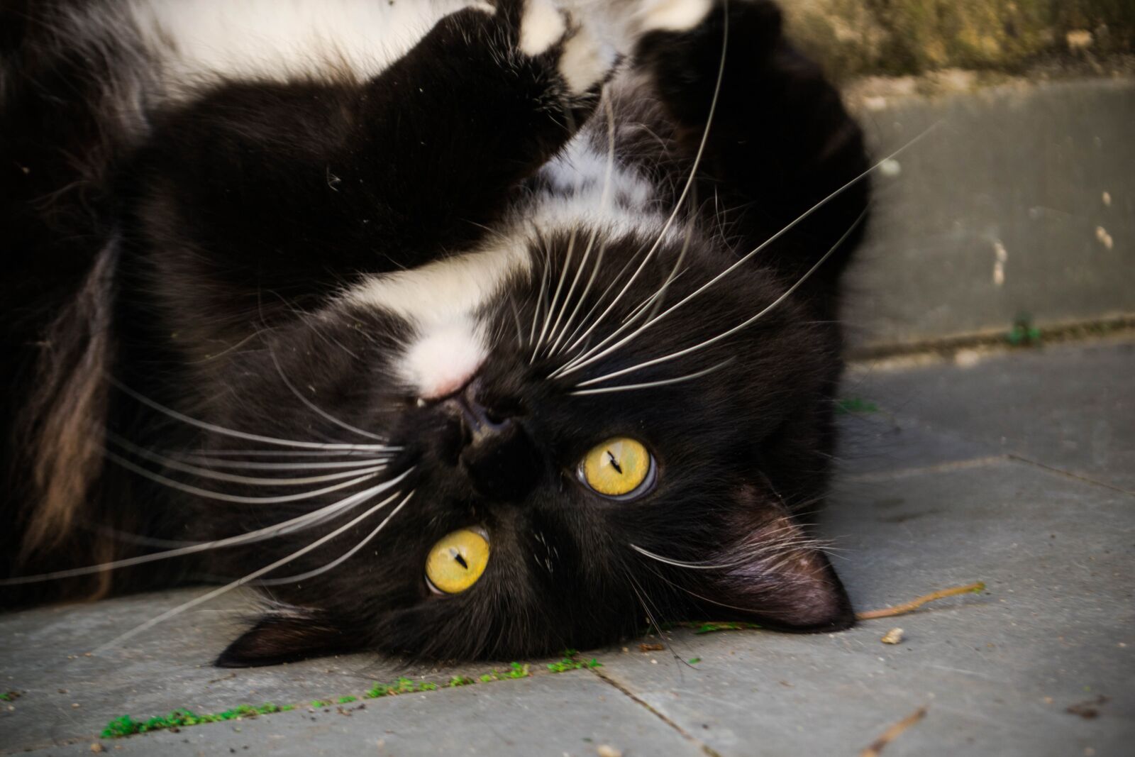 Nikon D3100 sample photo. Cat, pet, animal photography