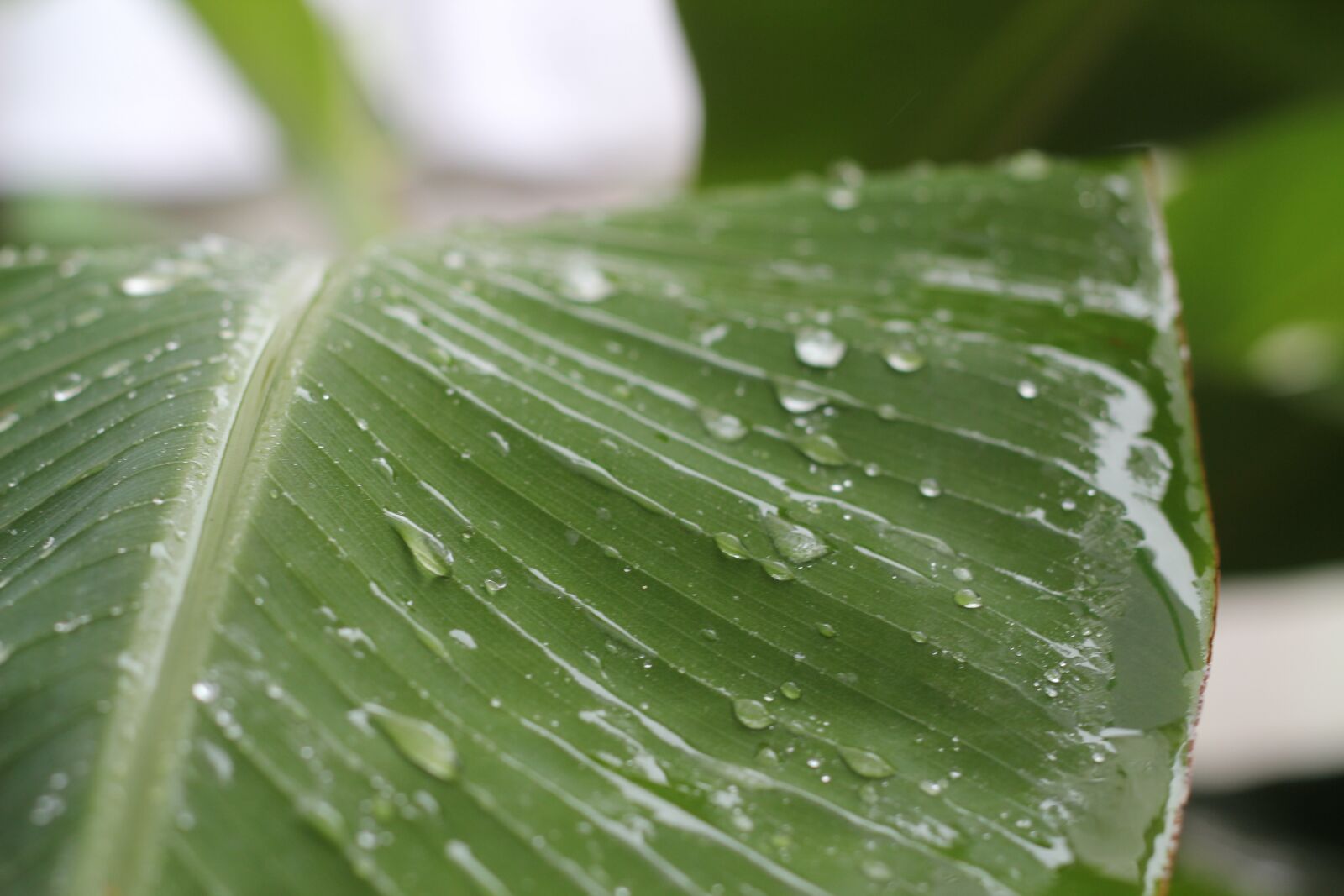 Canon EOS 550D (EOS Rebel T2i / EOS Kiss X4) sample photo. Banana leaf, nature, green photography